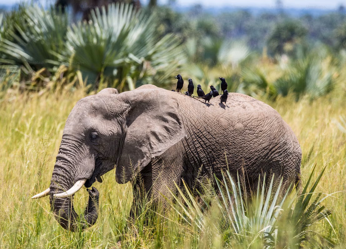 Murchison Falls National Park, photo 3
