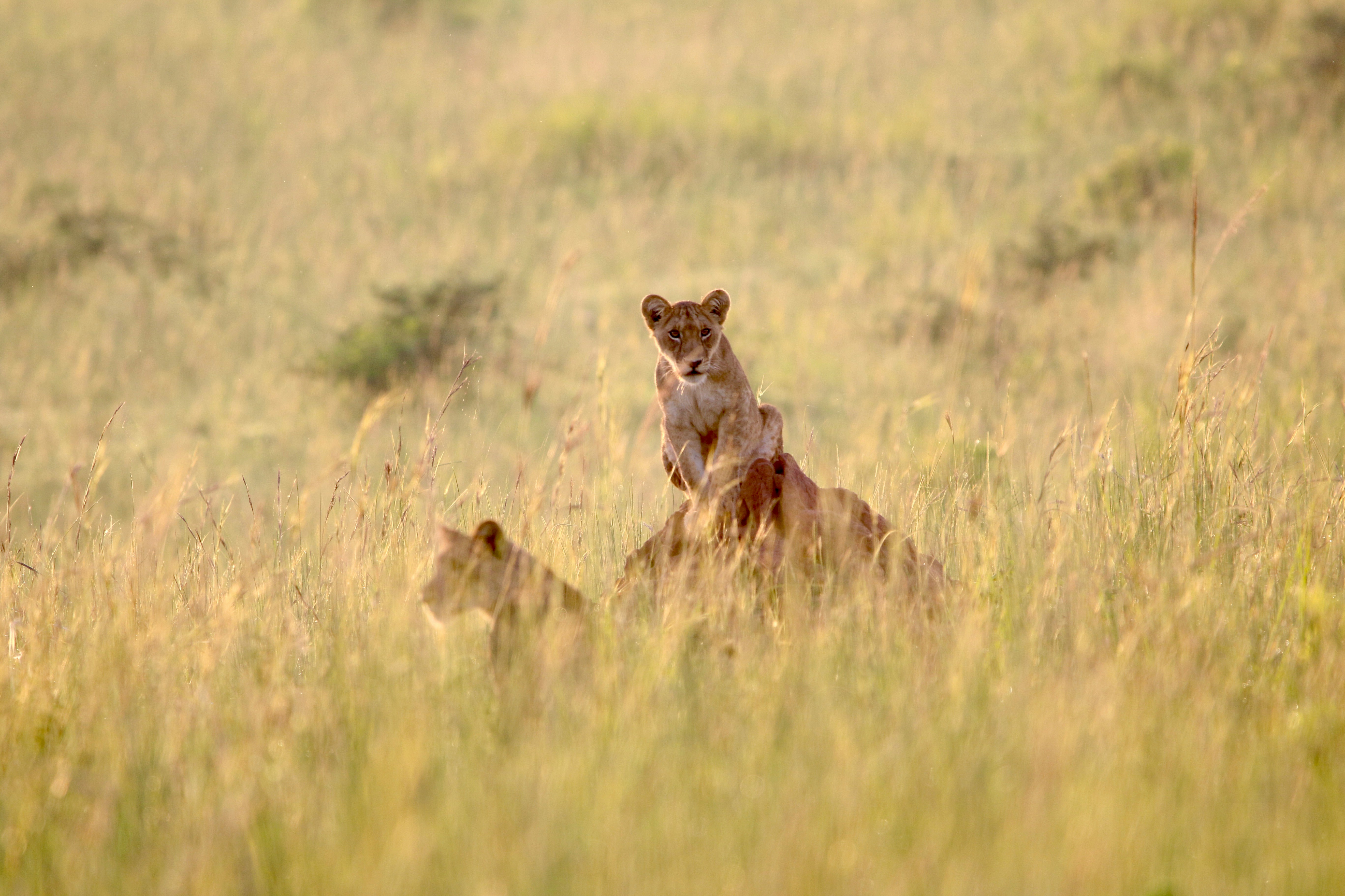 Murchison Falls National Park, photo 4
