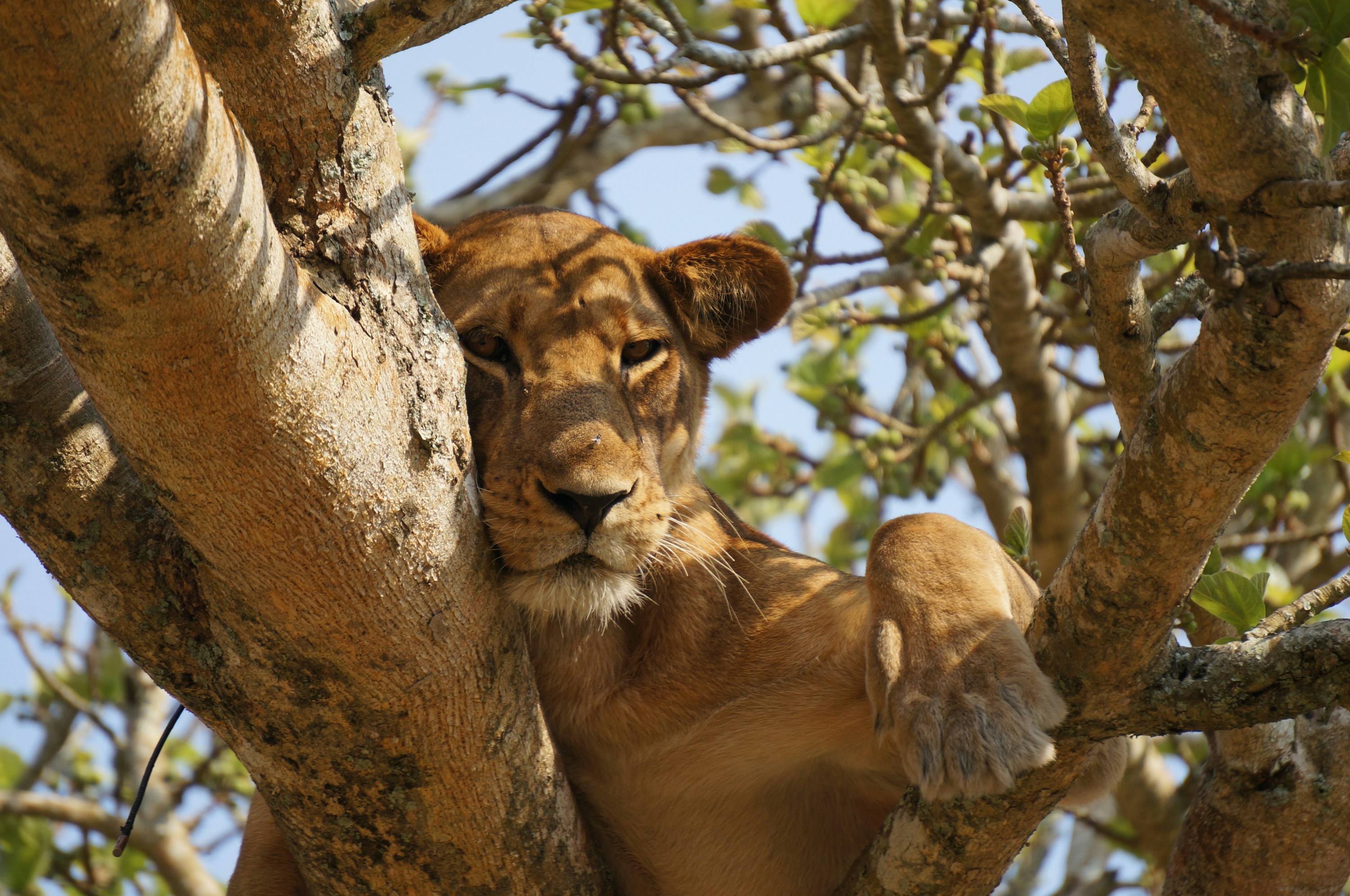 Queen Elizabeth National Park, photo 3
