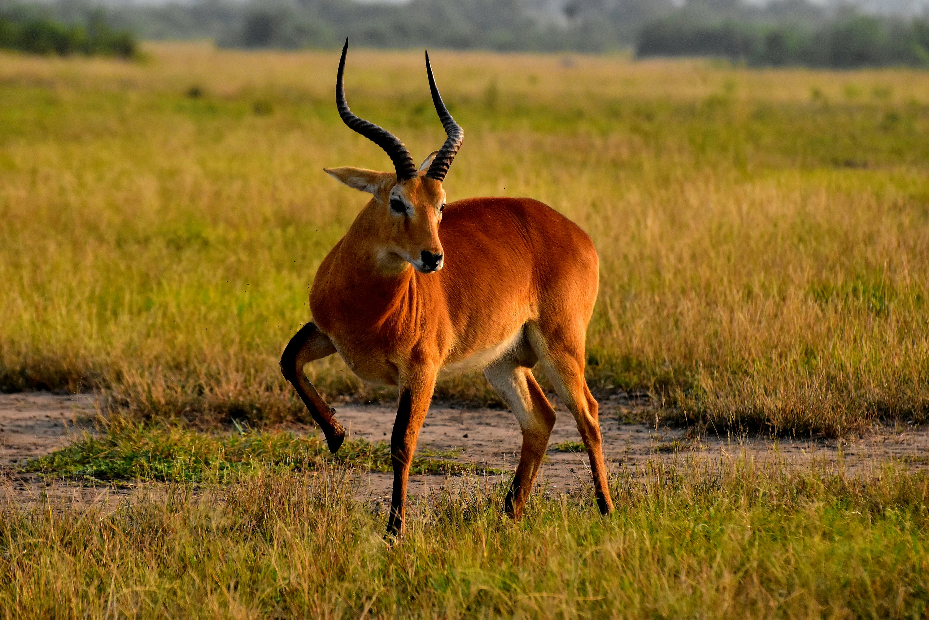 Queen Elizabeth National Park, photo 5