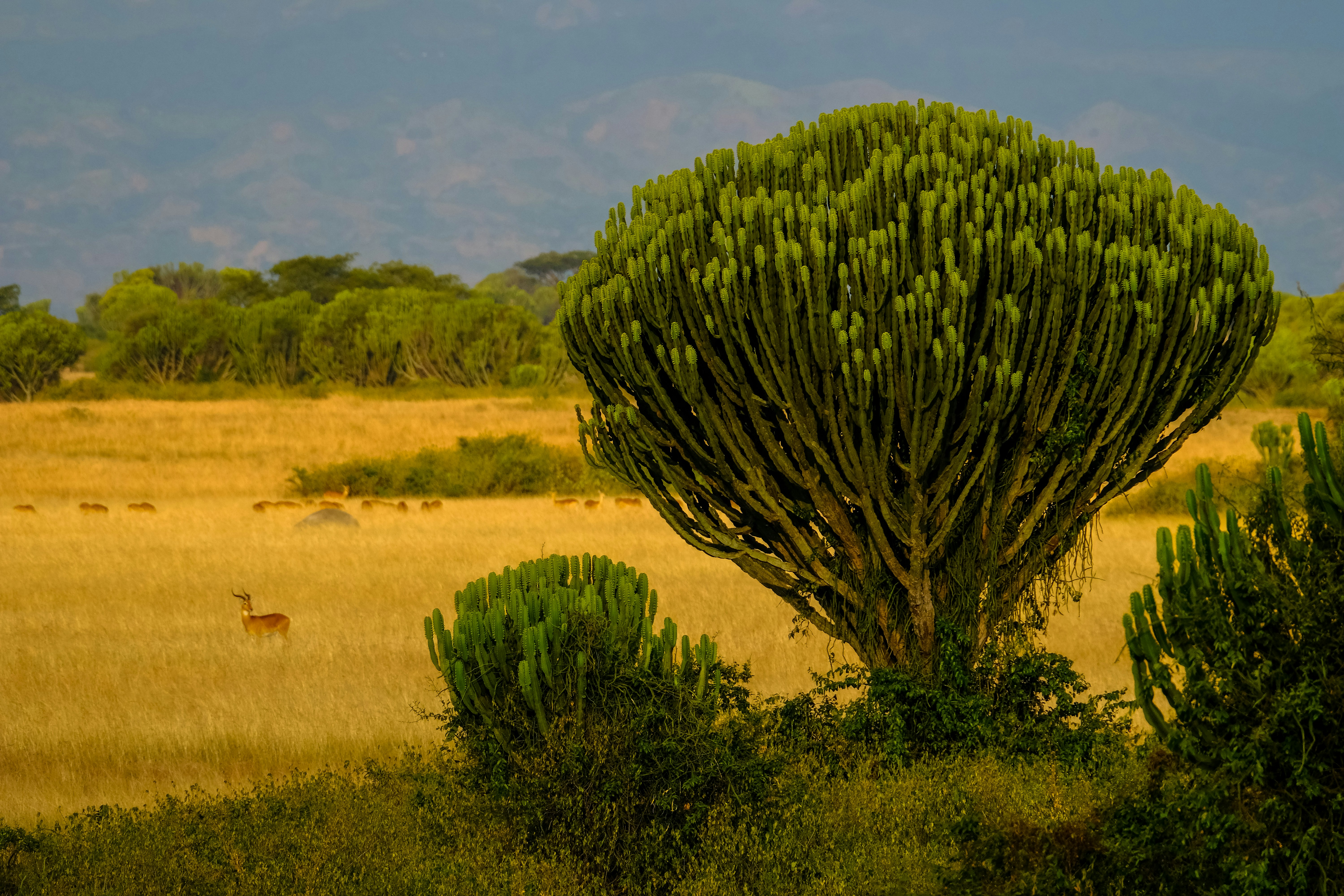 Queen Elizabeth National Park, photo 7