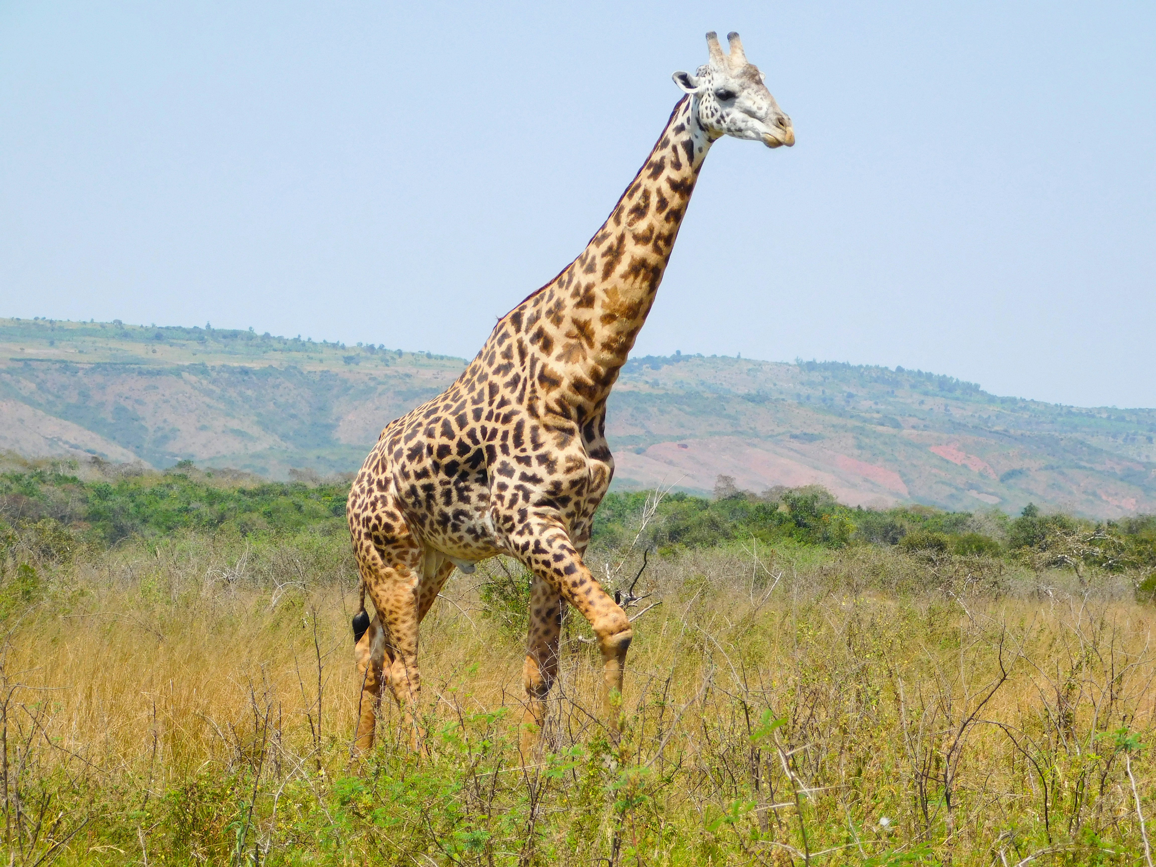 Akagera National Park, photo 2