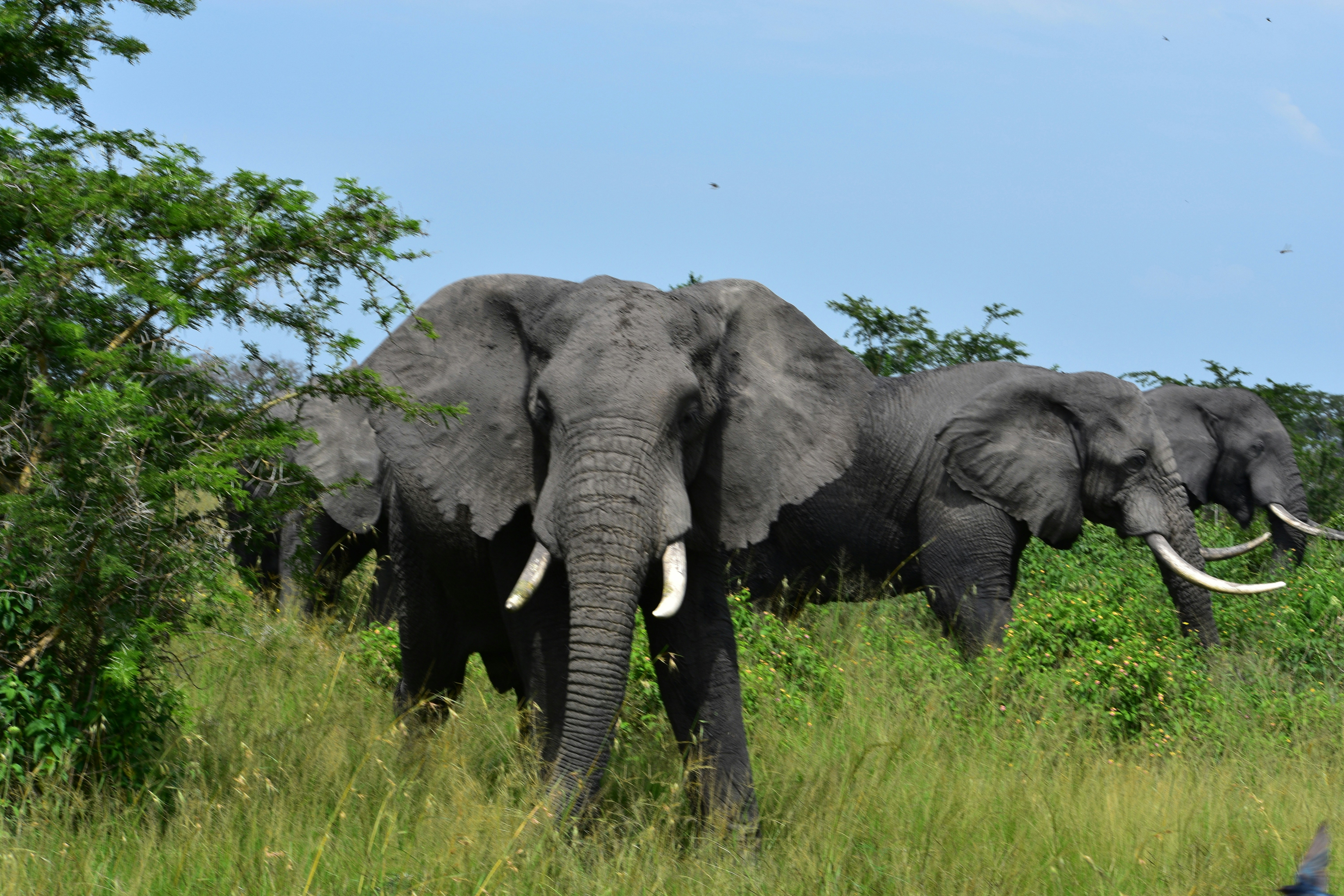 Akagera National Park, photo 5