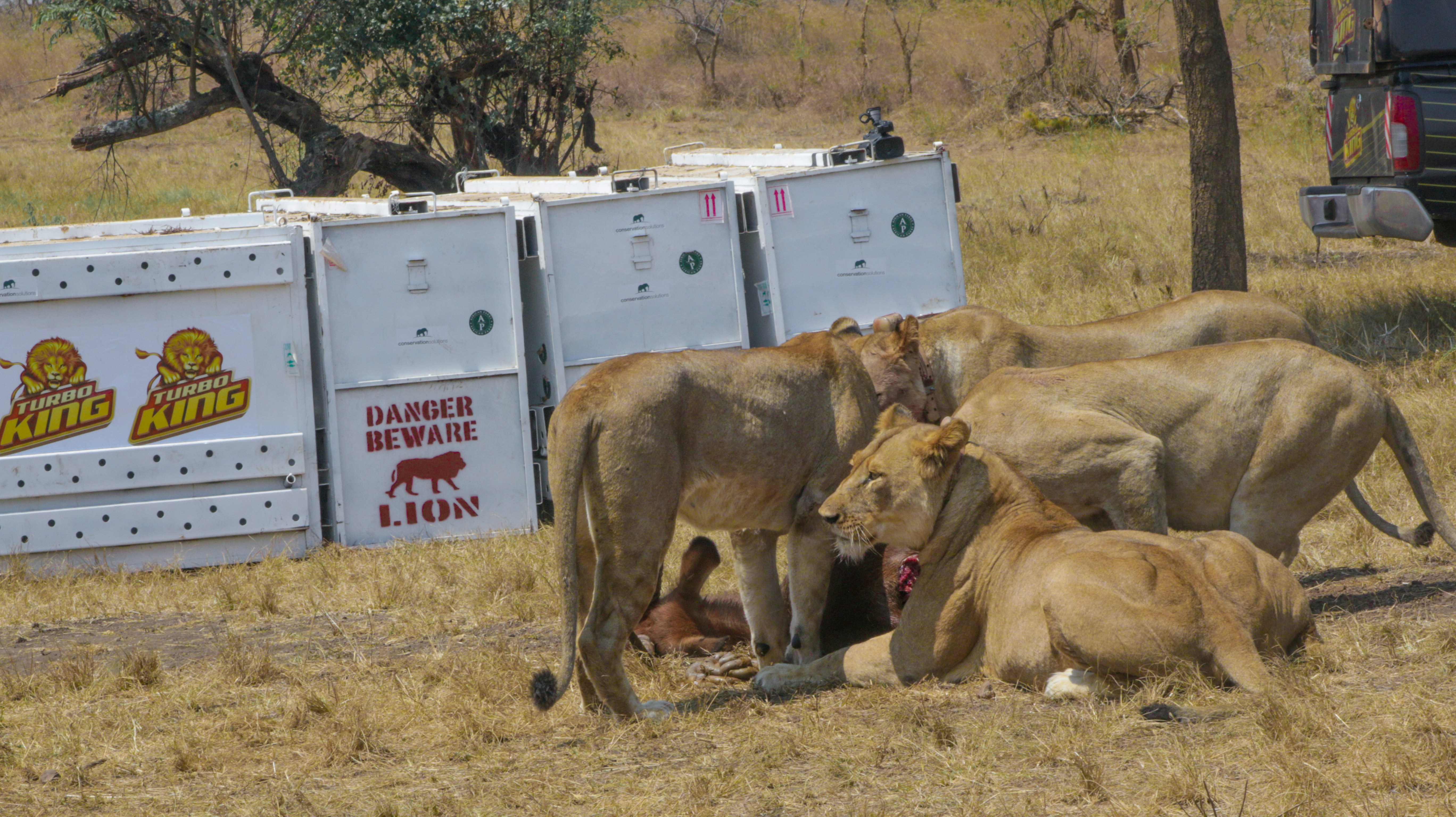 Akagera National Park, photo 6