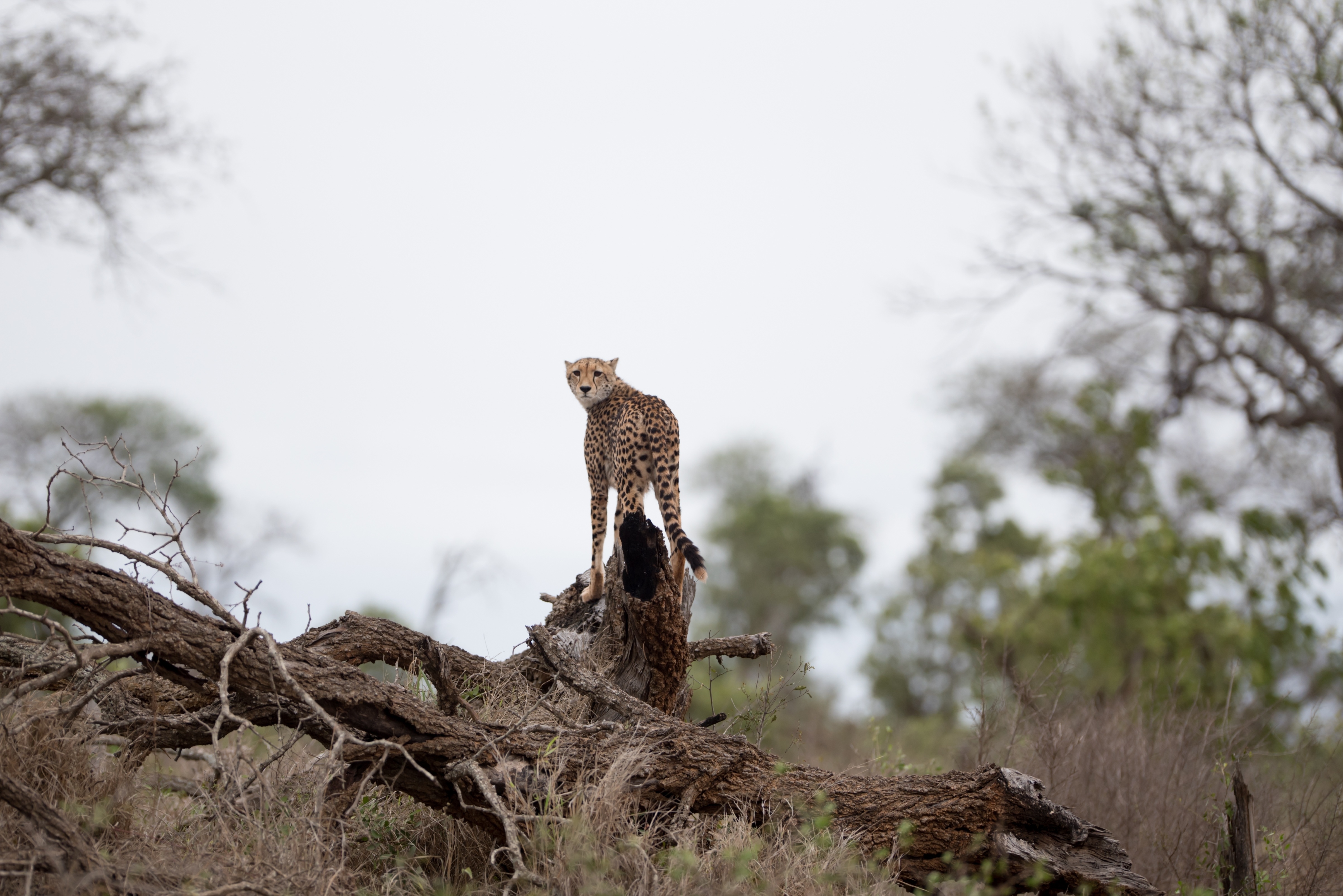 Amboseli National Park, photo 4