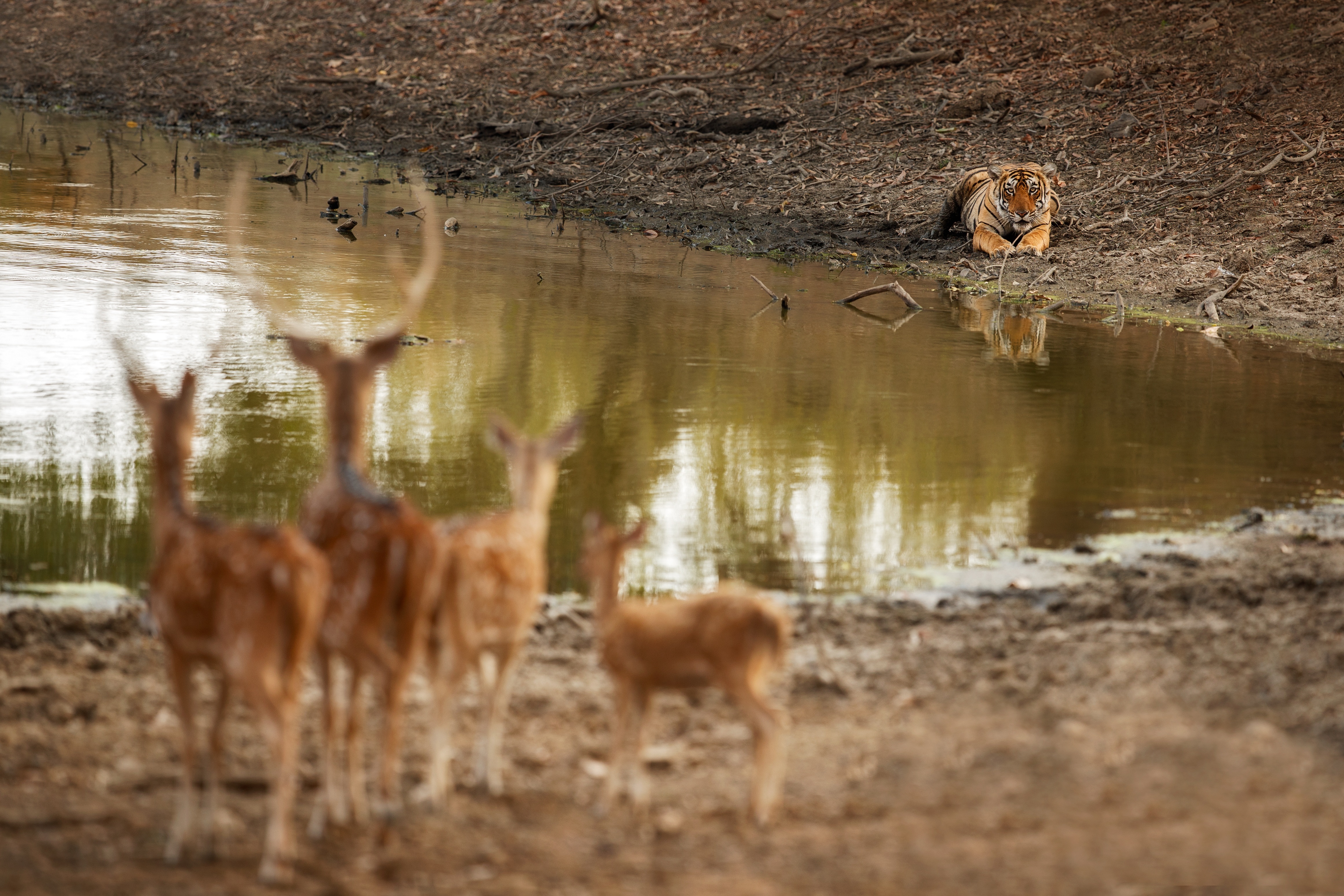 Amboseli National Park, photo 5