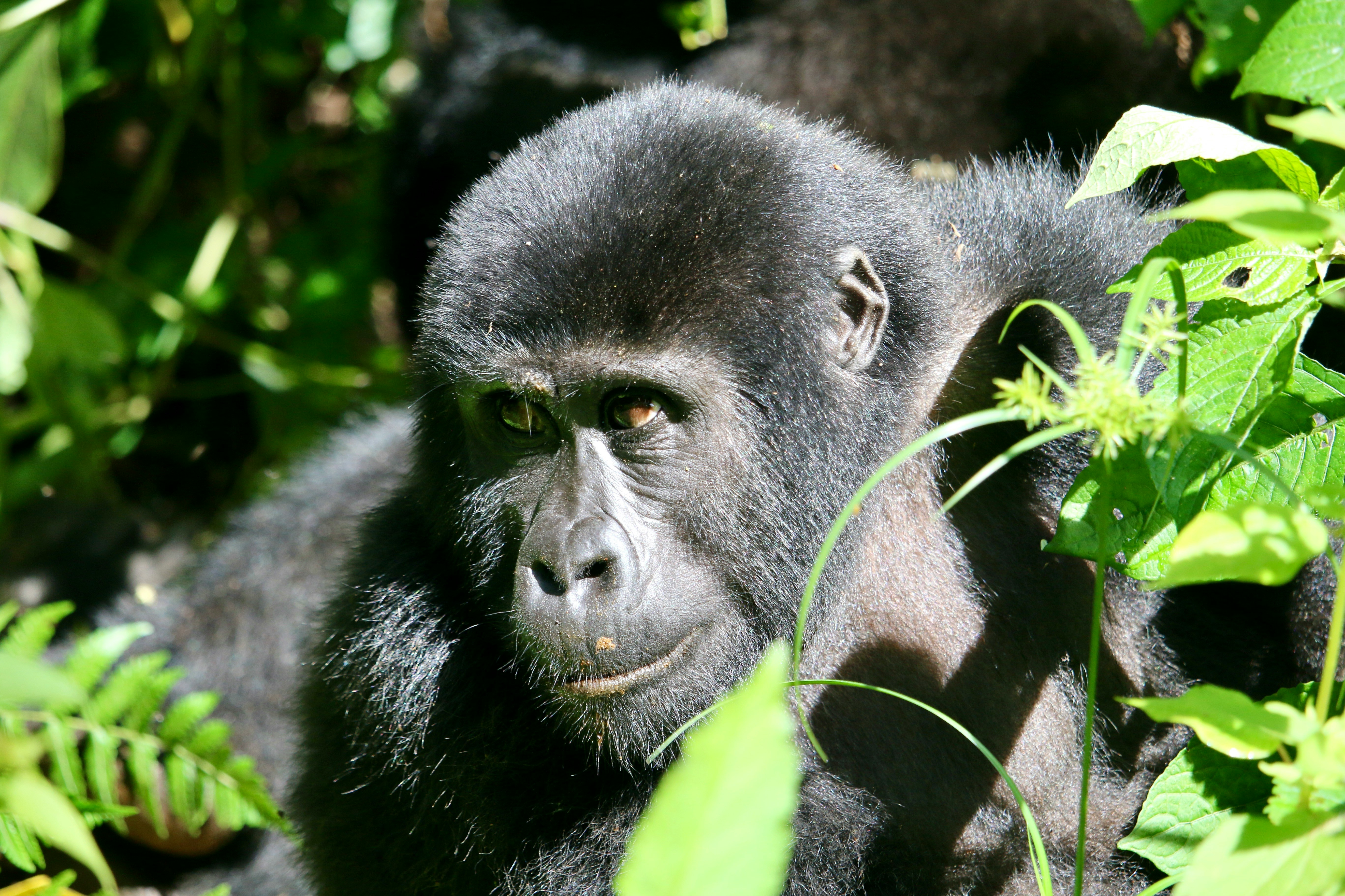 Bwindi Impenetrable National Park, photo 4