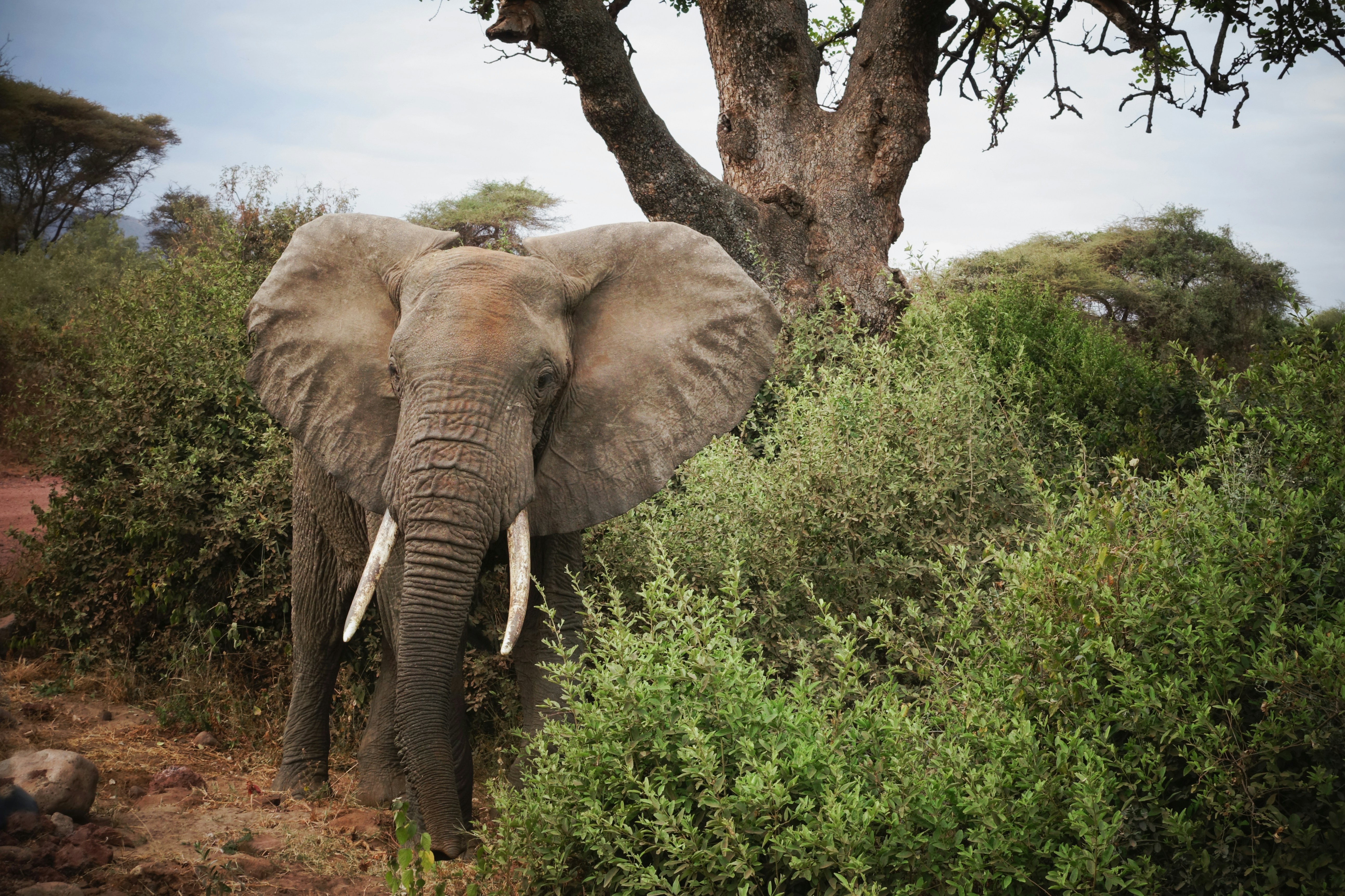 Lake Manyara National Park, photo 3