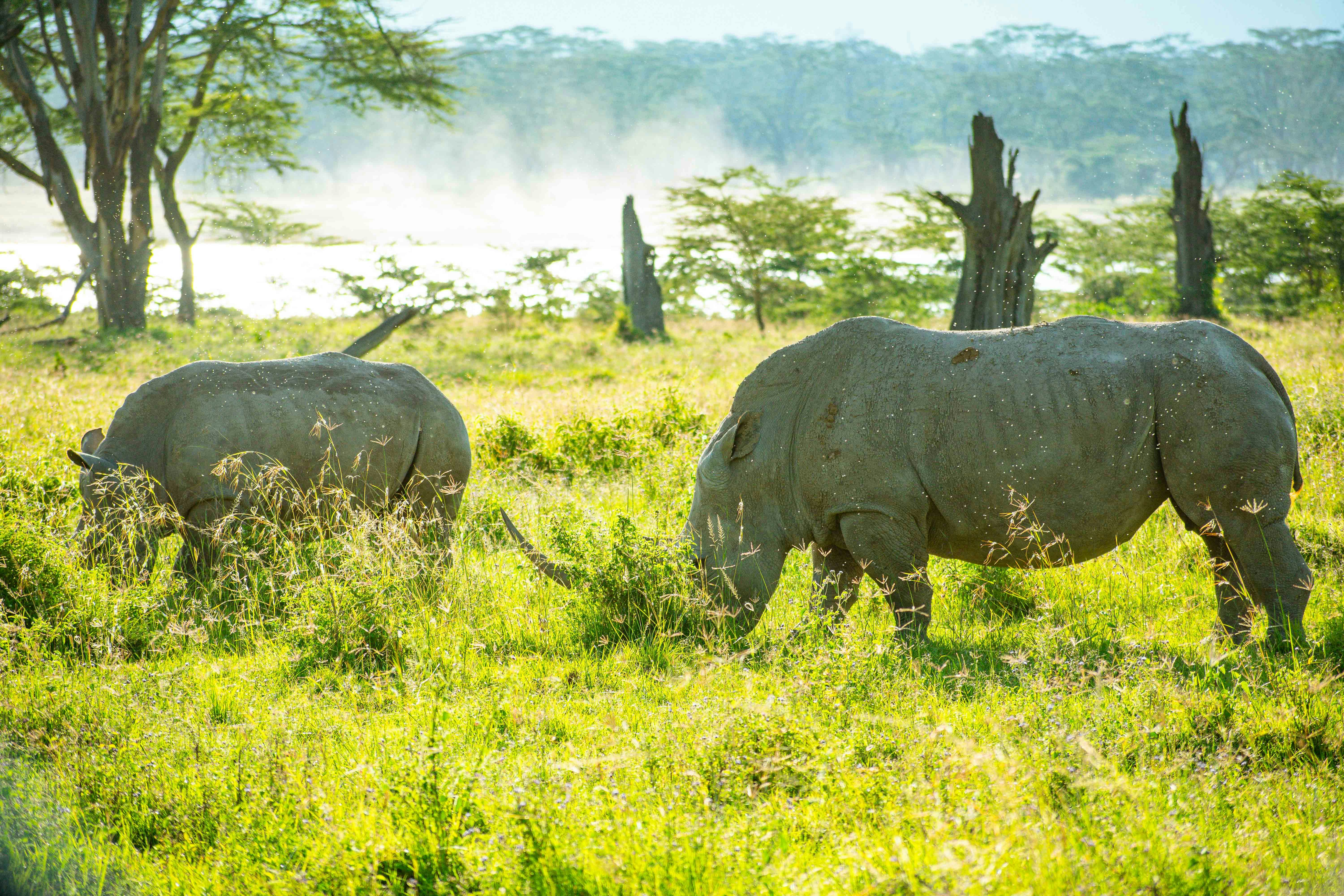 Lake Nakuru National Park, photo 5