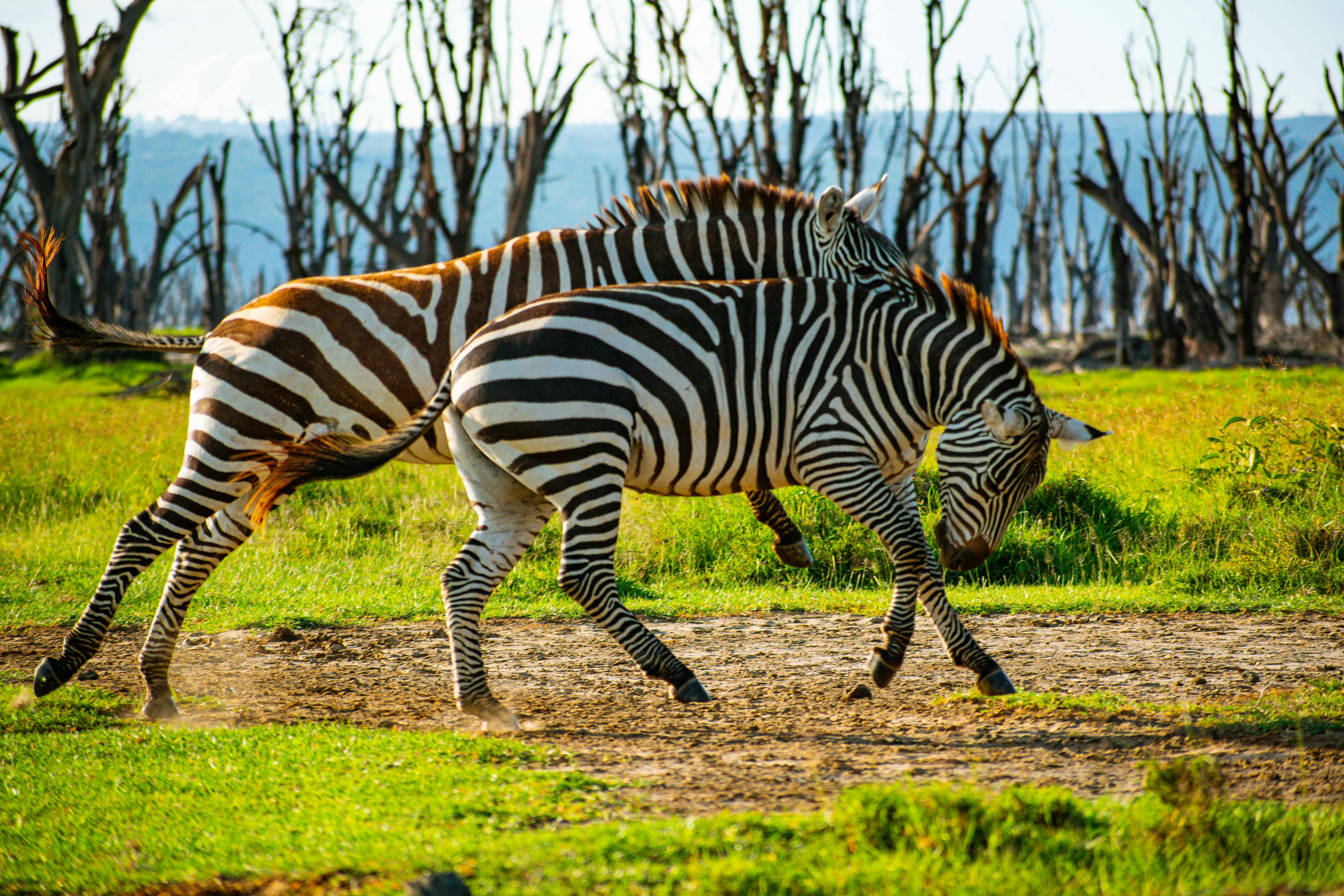 Lake Nakuru National Park, photo 7