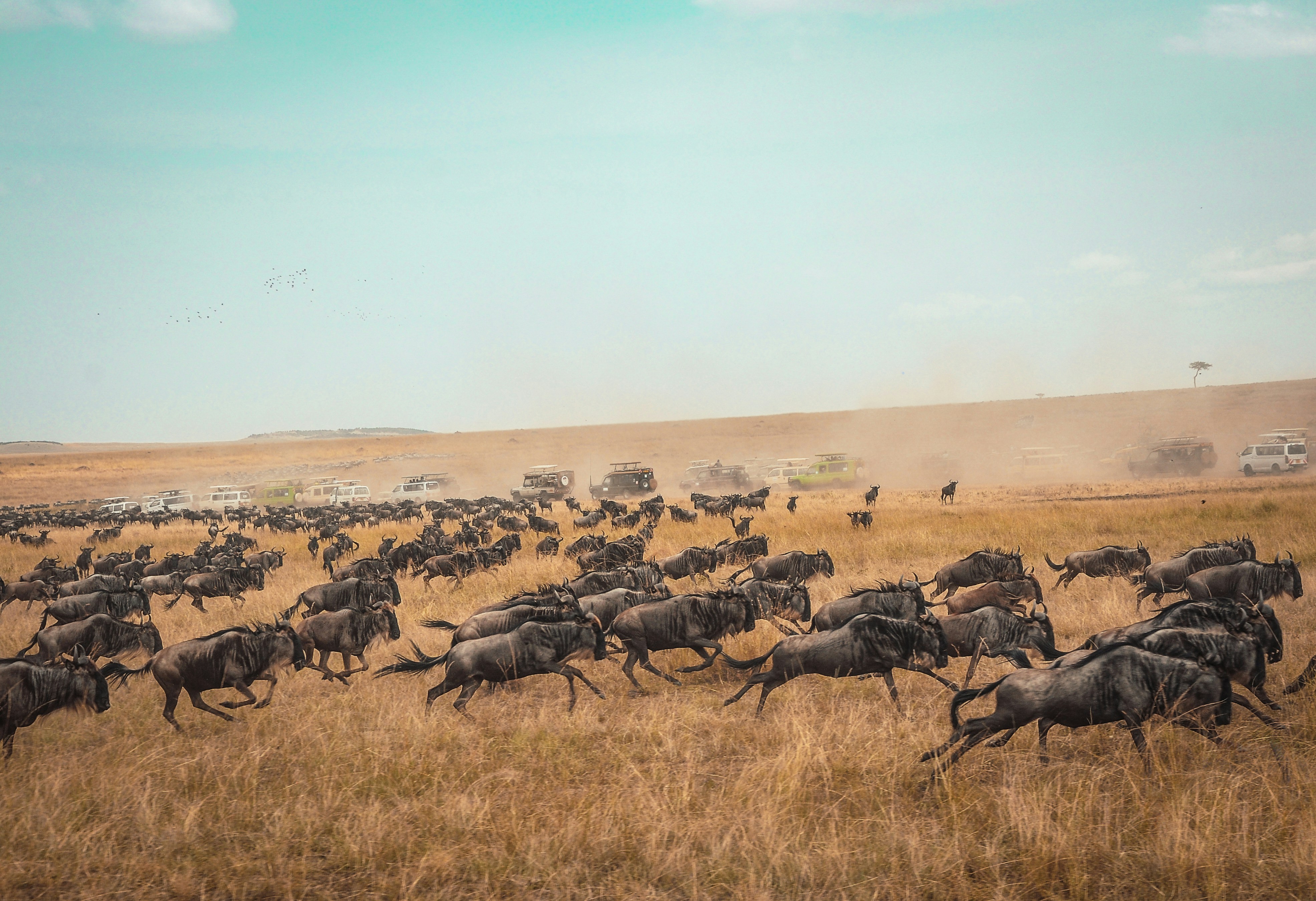 Maasai Mara National Reserve, photo 4