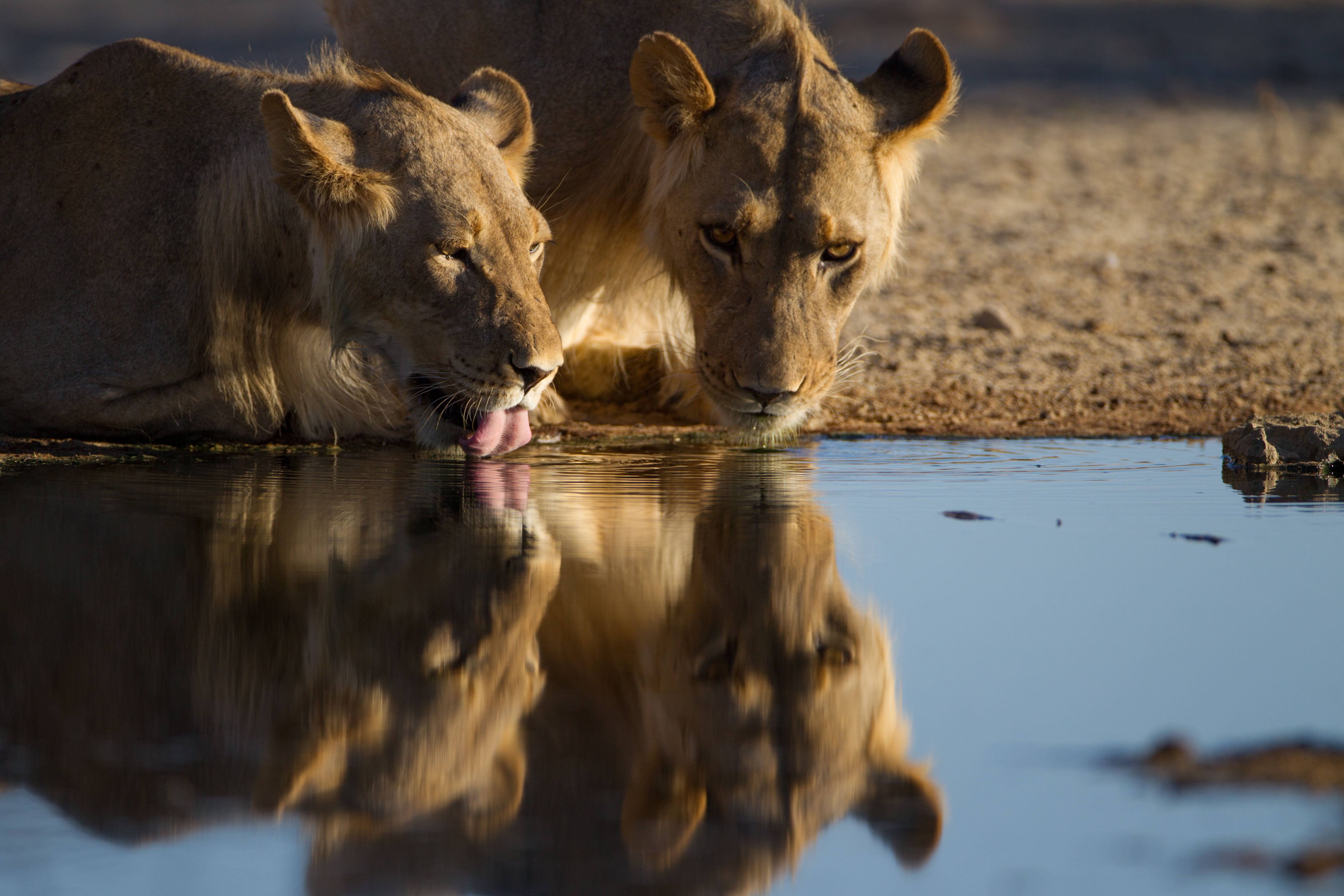 Maasai Mara National Reserve, photo 6