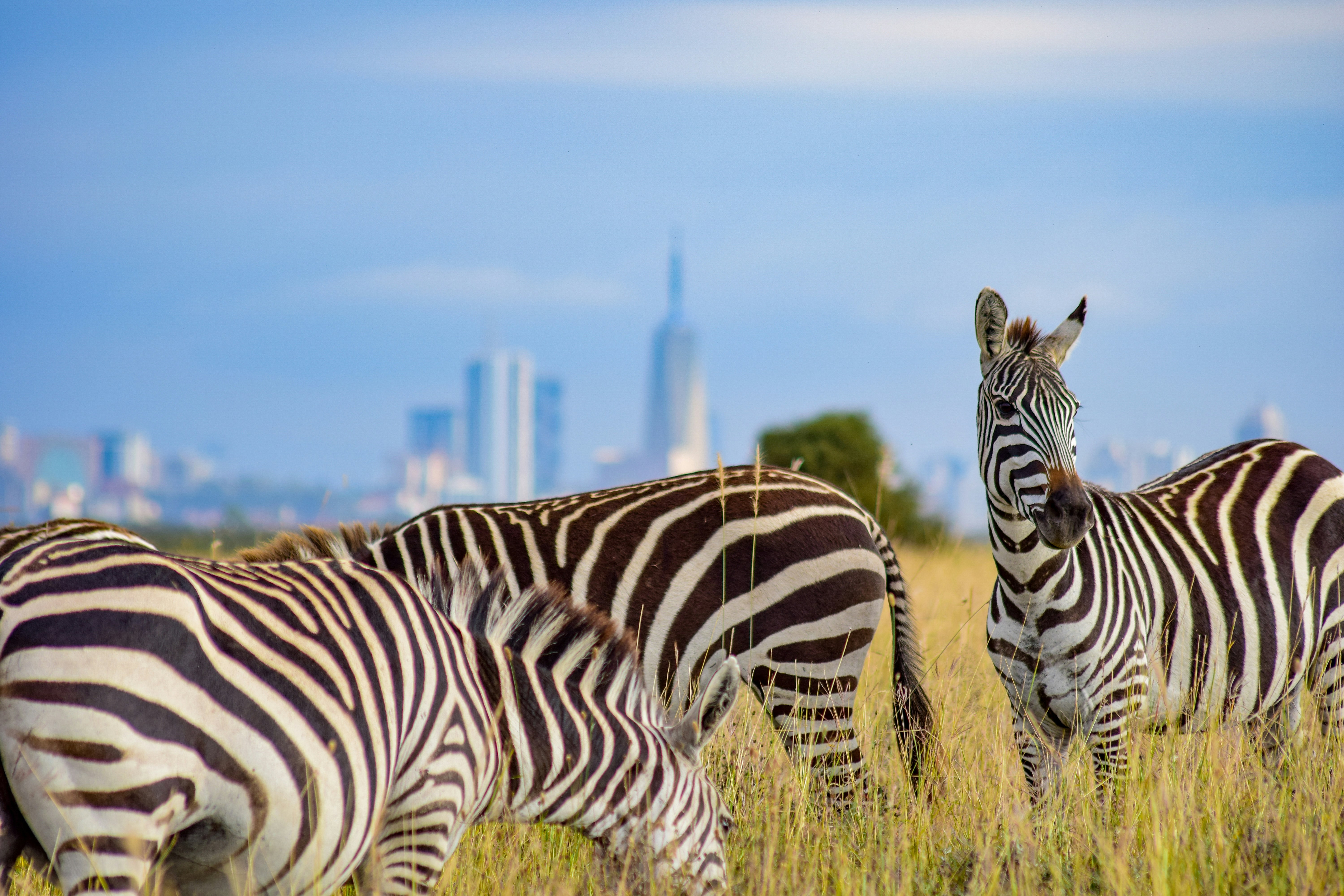 Nairobi National Park, photo 5