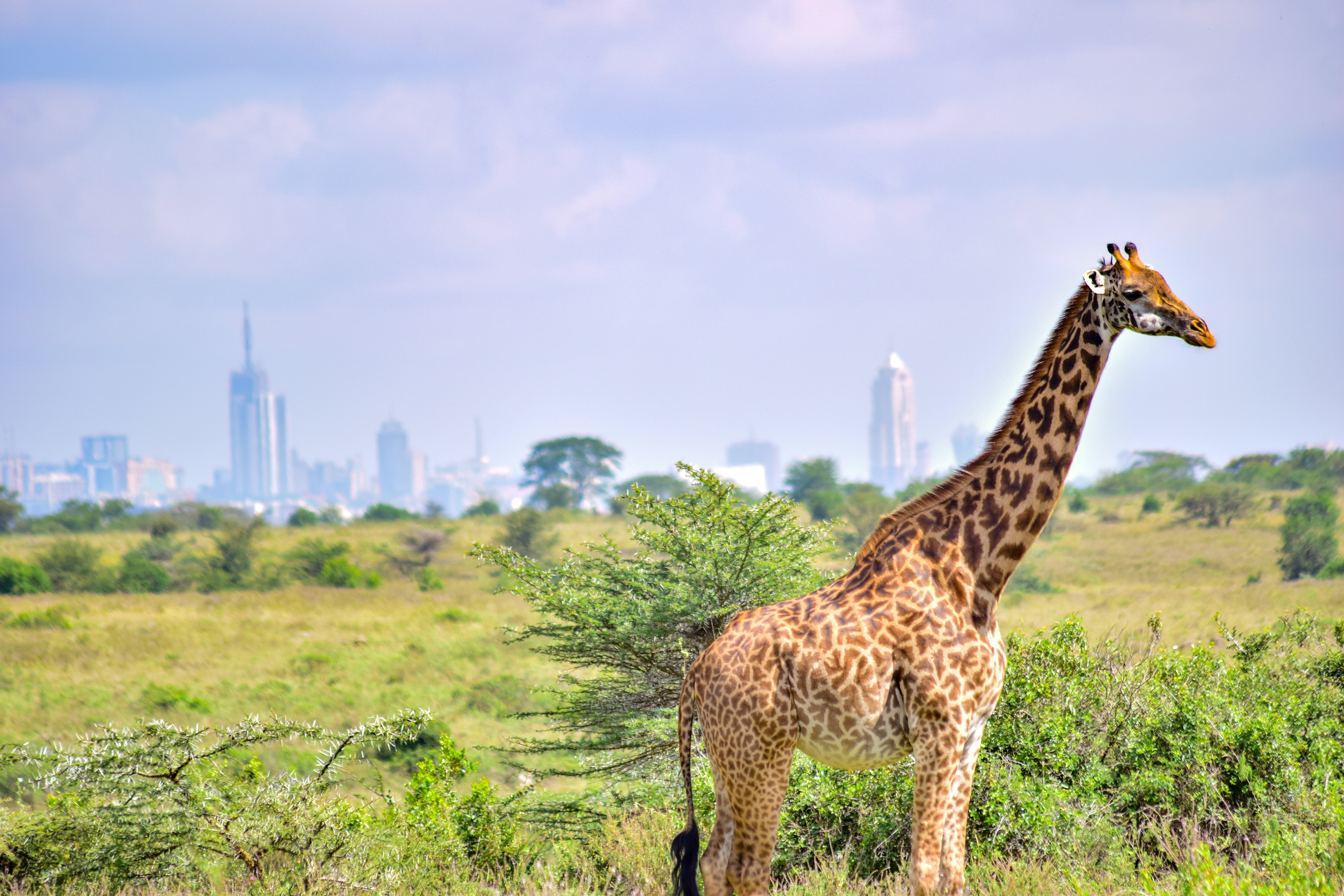 Nairobi National Park, photo 7