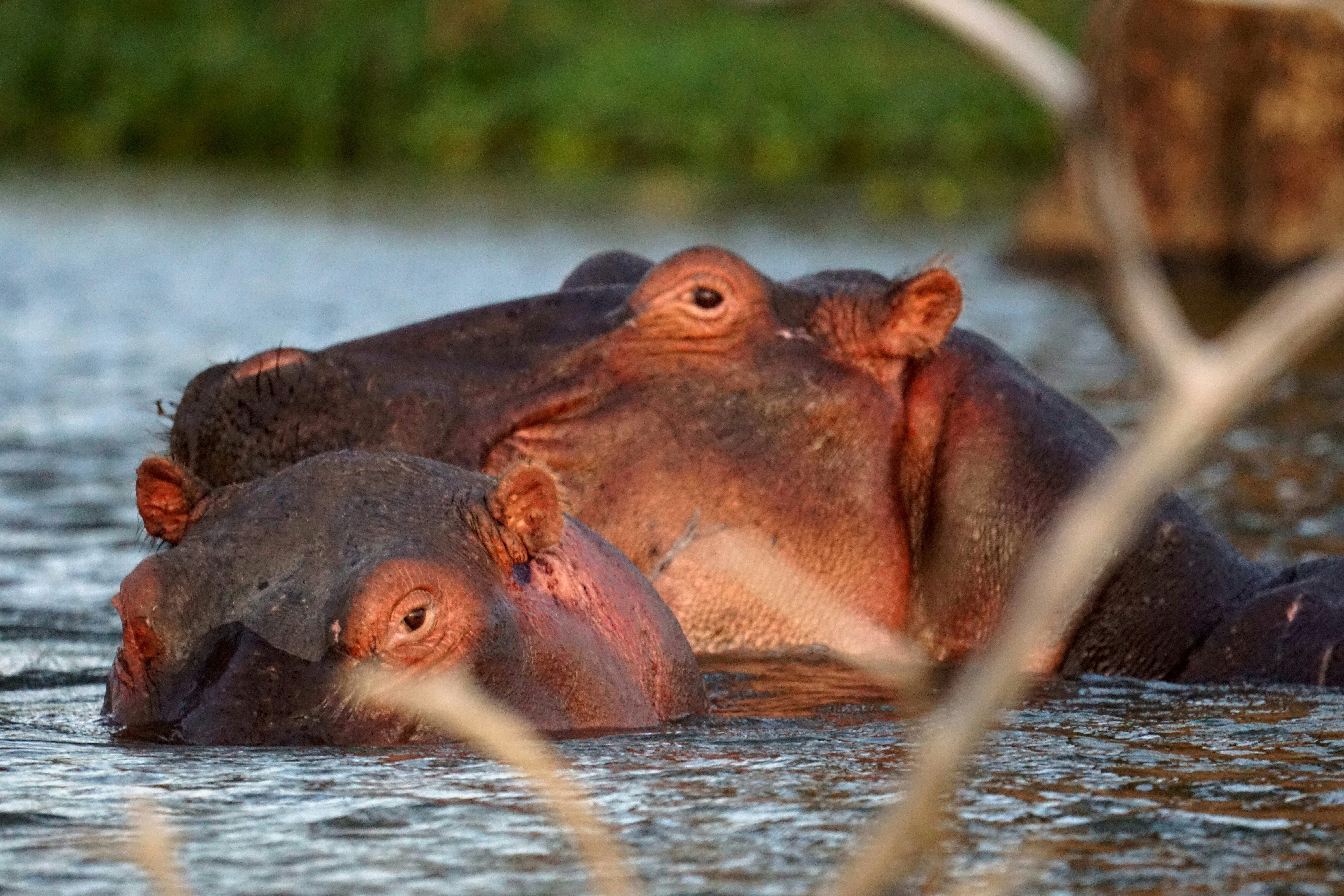 Lake Naivasha National Park, photo 3