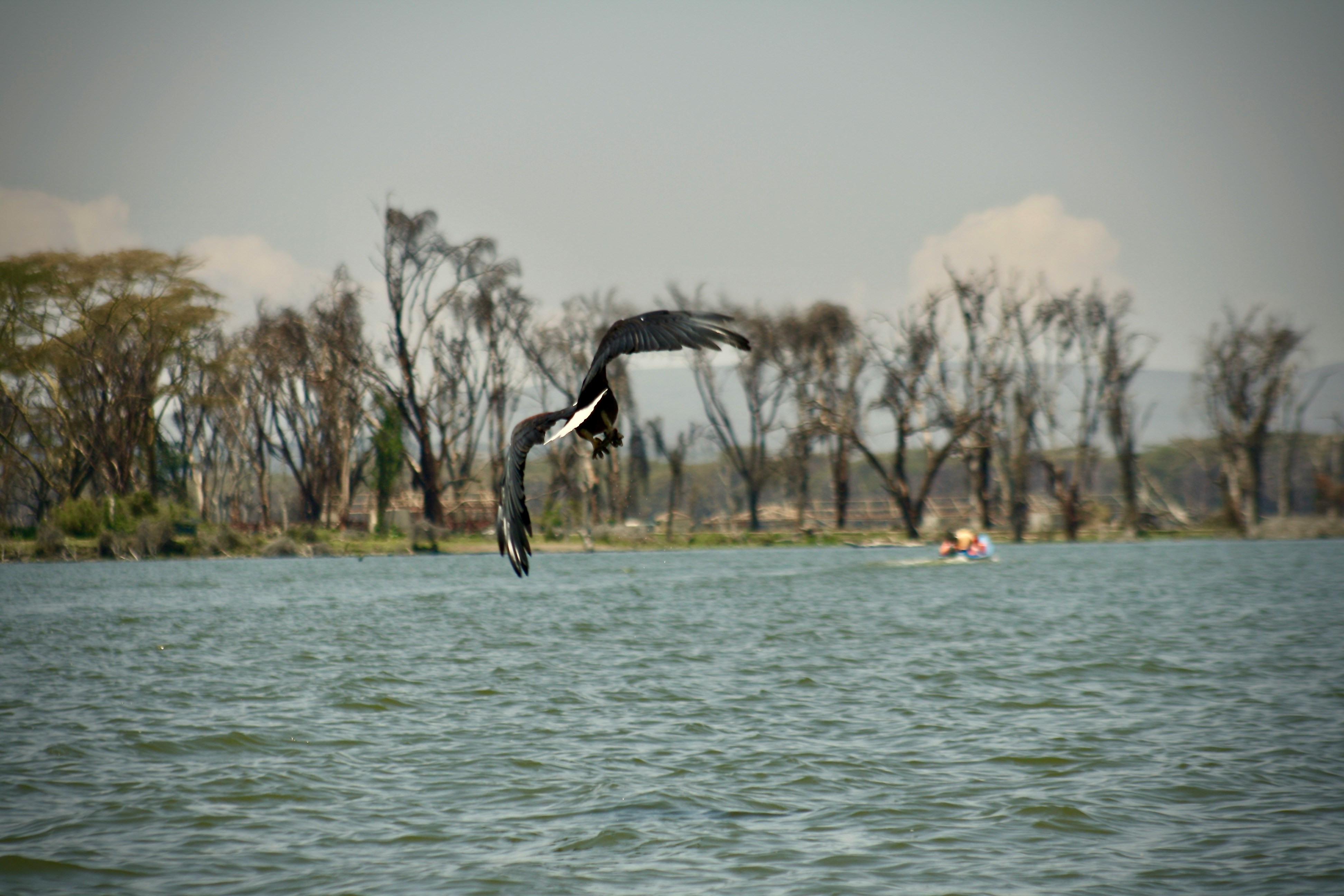 Lake Naivasha National Park, photo 6