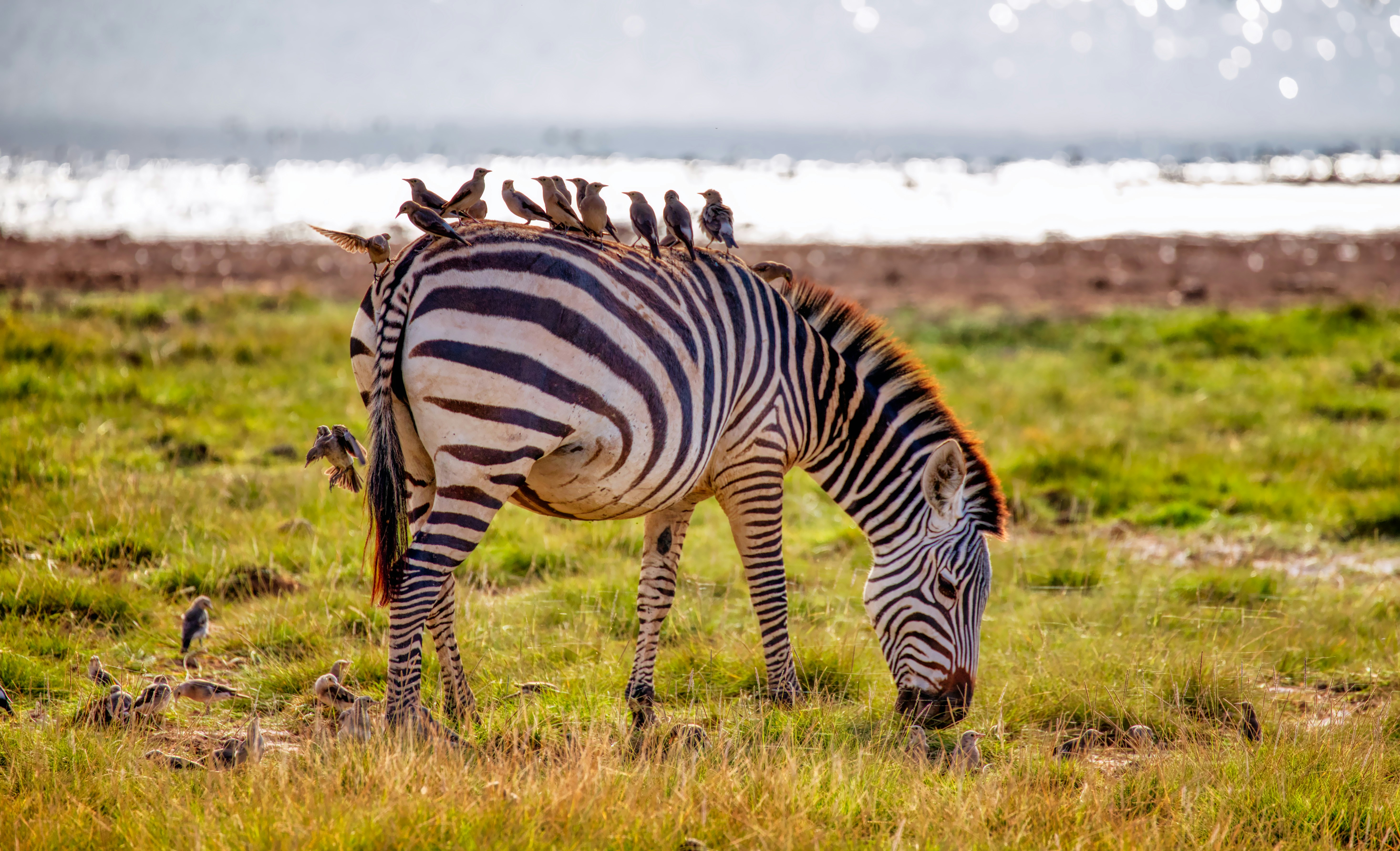 Lake Naivasha National Park, photo 7