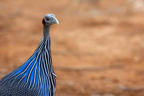 3 DAYS 2 NIGHTS SAMBURU ITINERARY