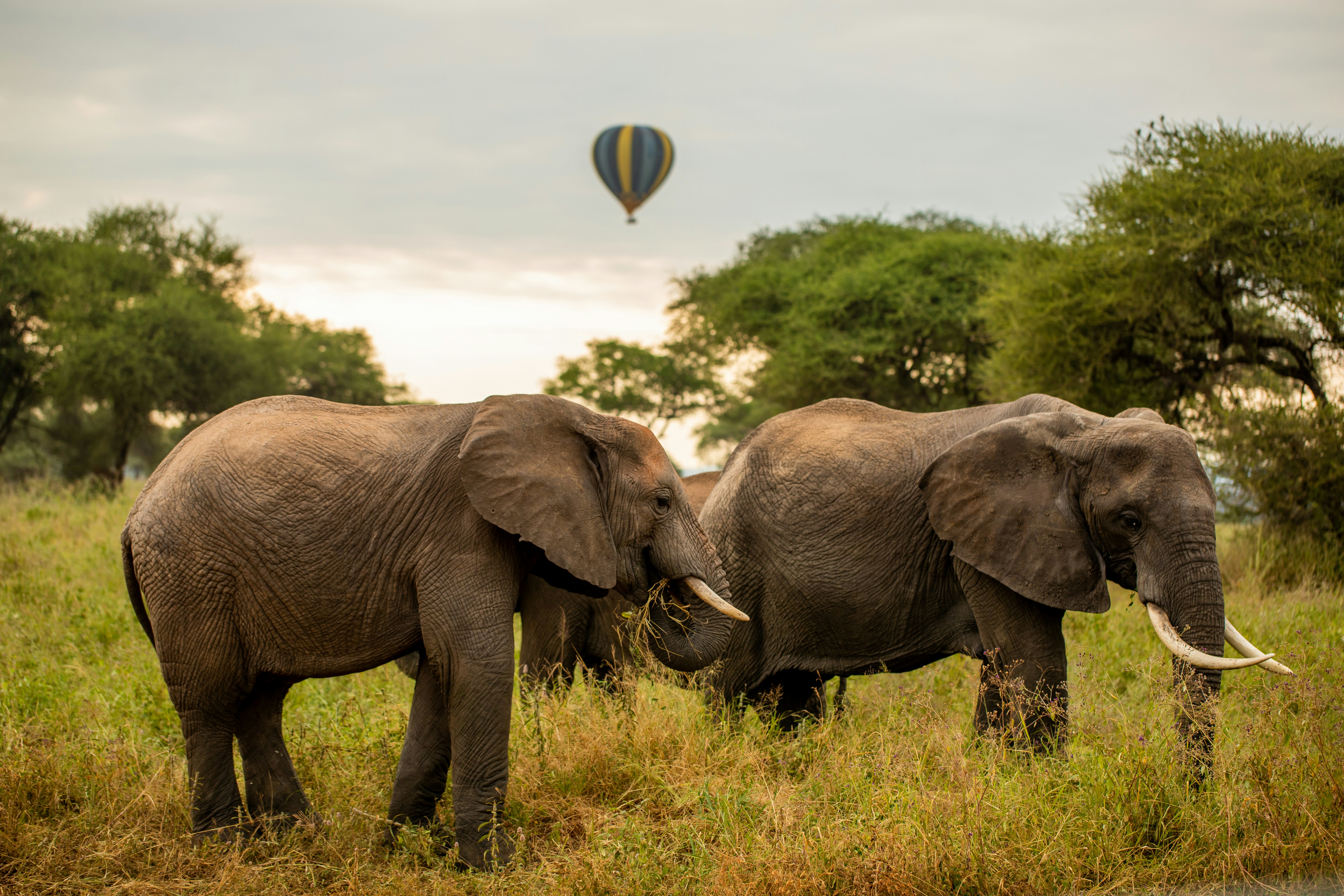 Tarangire National Park, photo 2