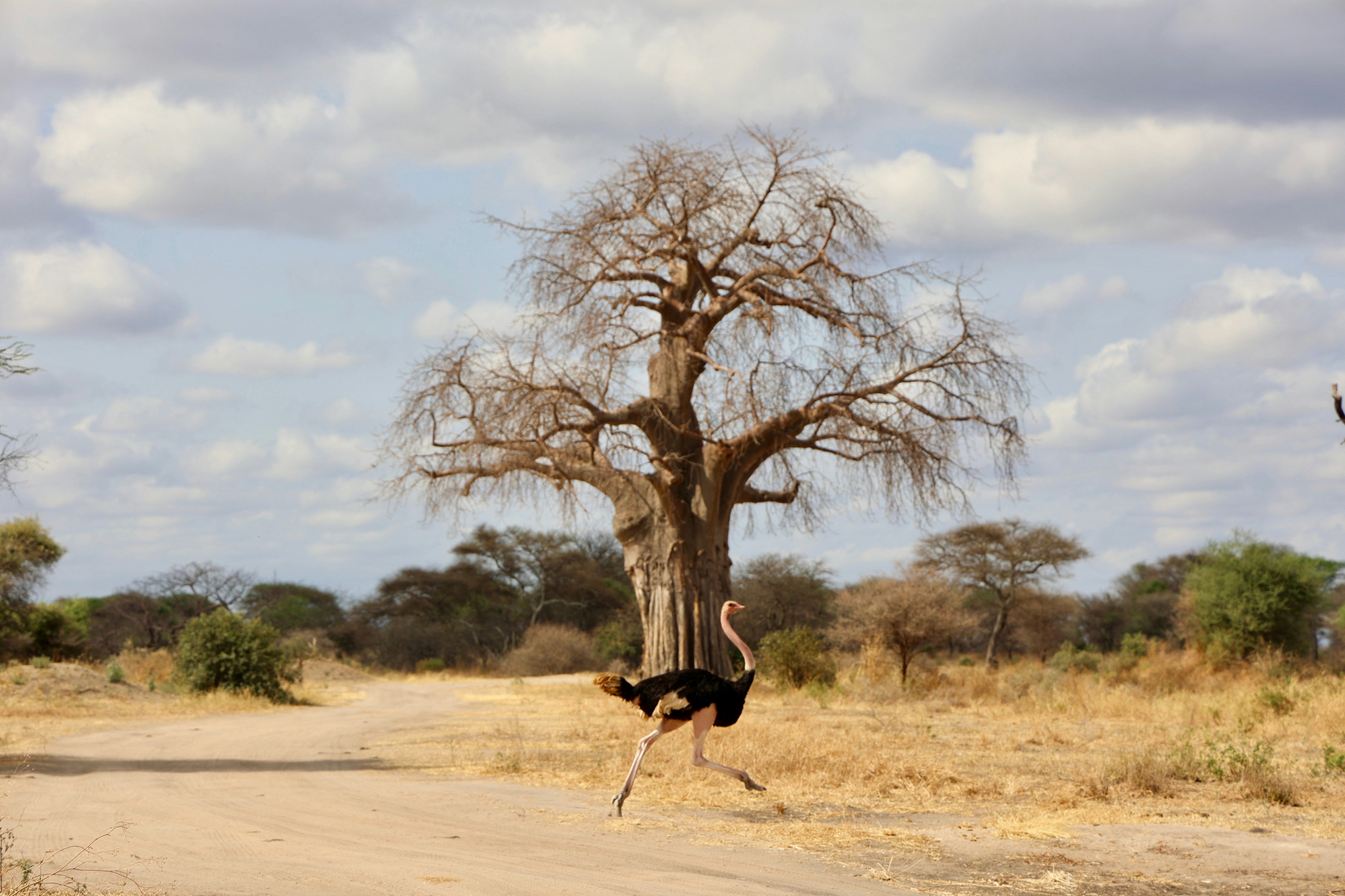 Tarangire National Park, photo 3