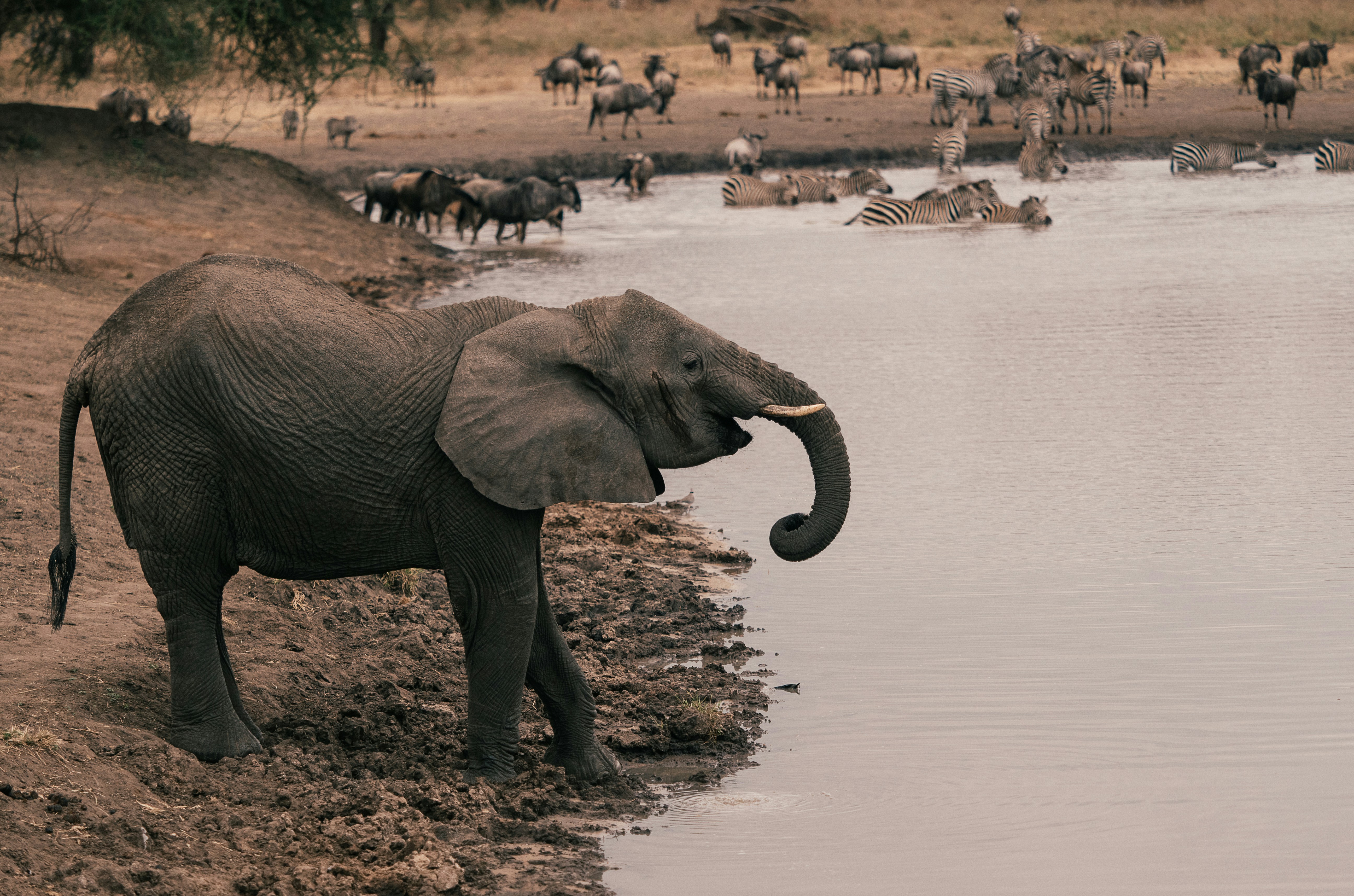 Tarangire National Park, photo 6
