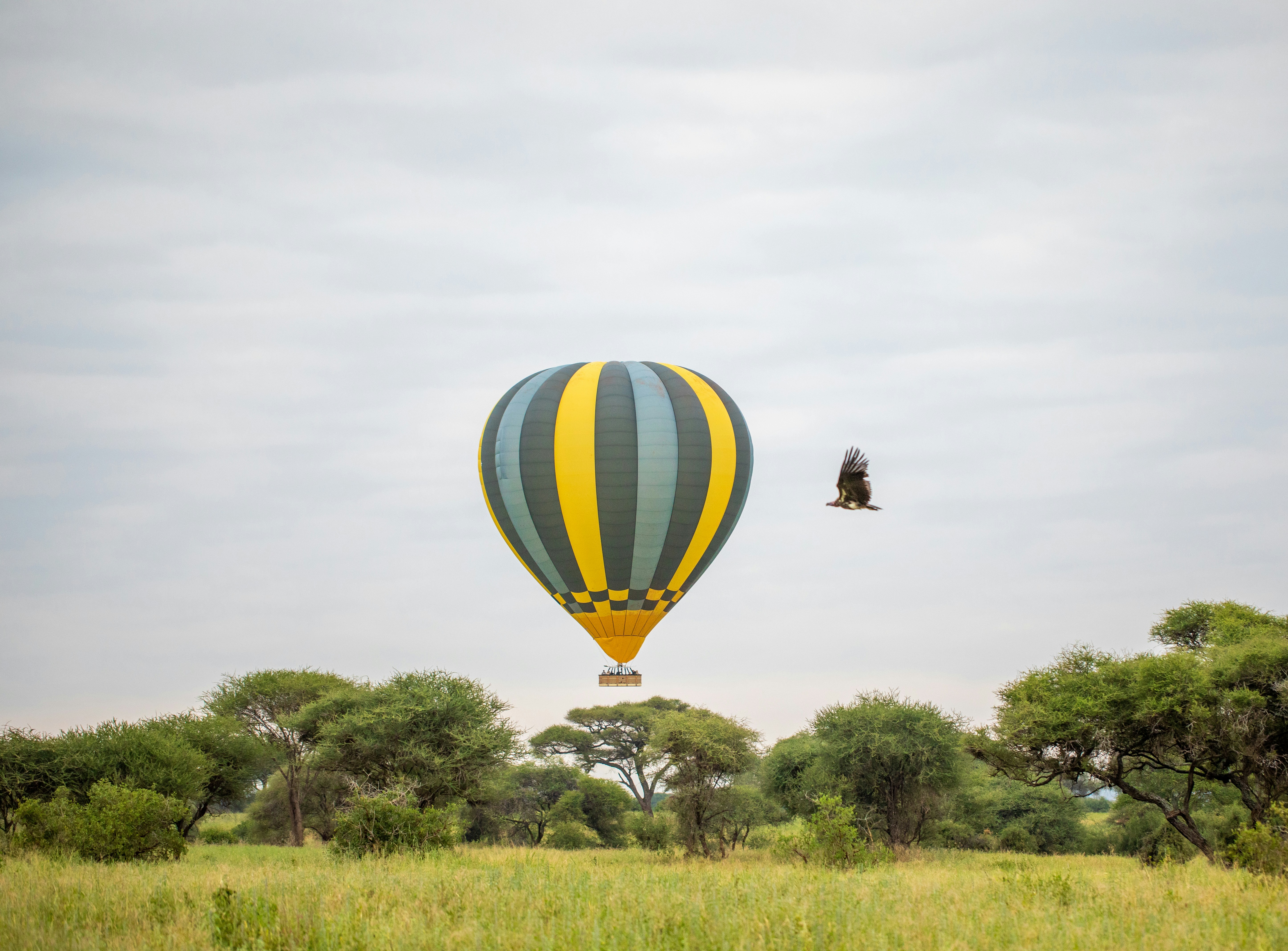 Tarangire National Park, photo 7