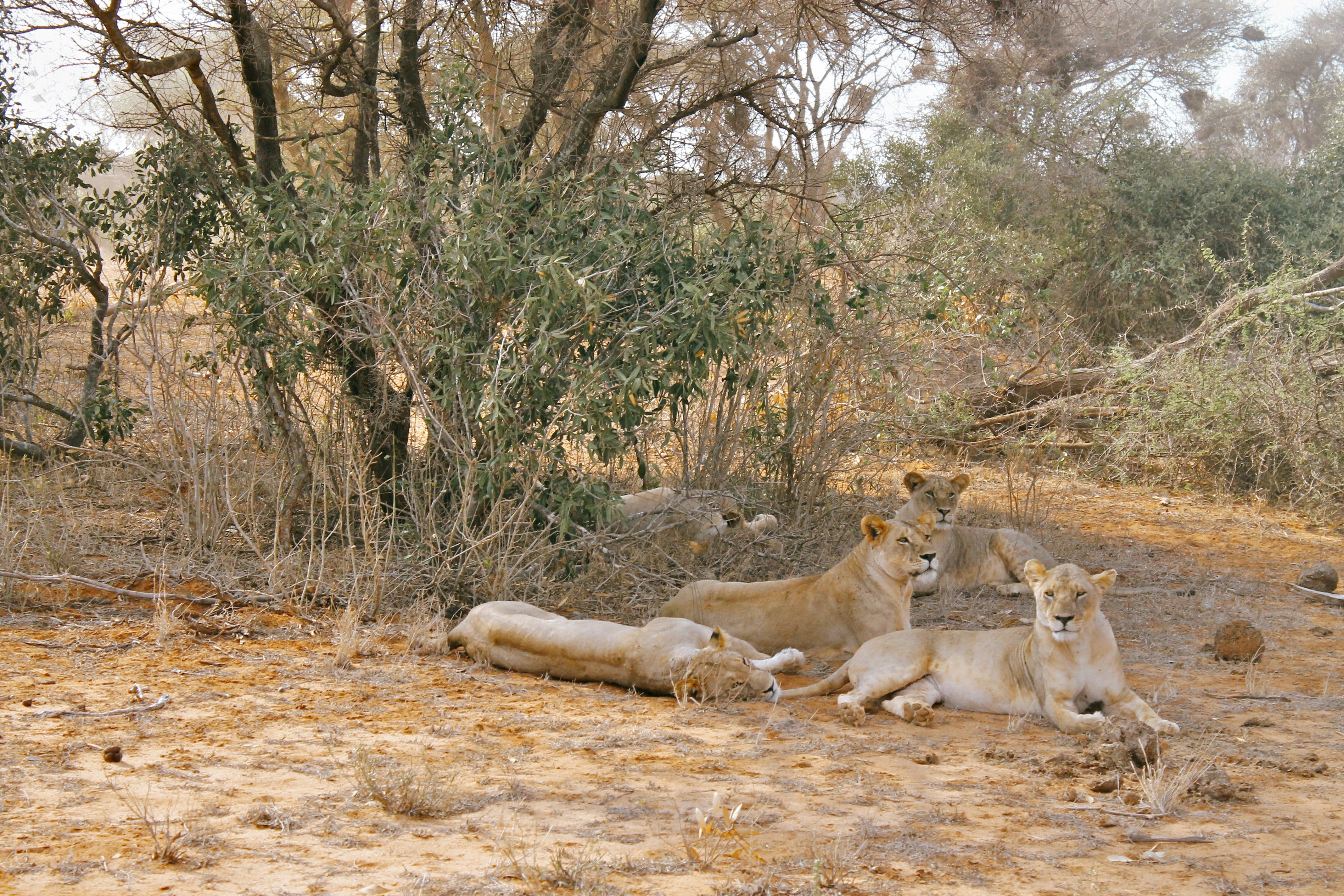 Tsavo East National Park, photo 4