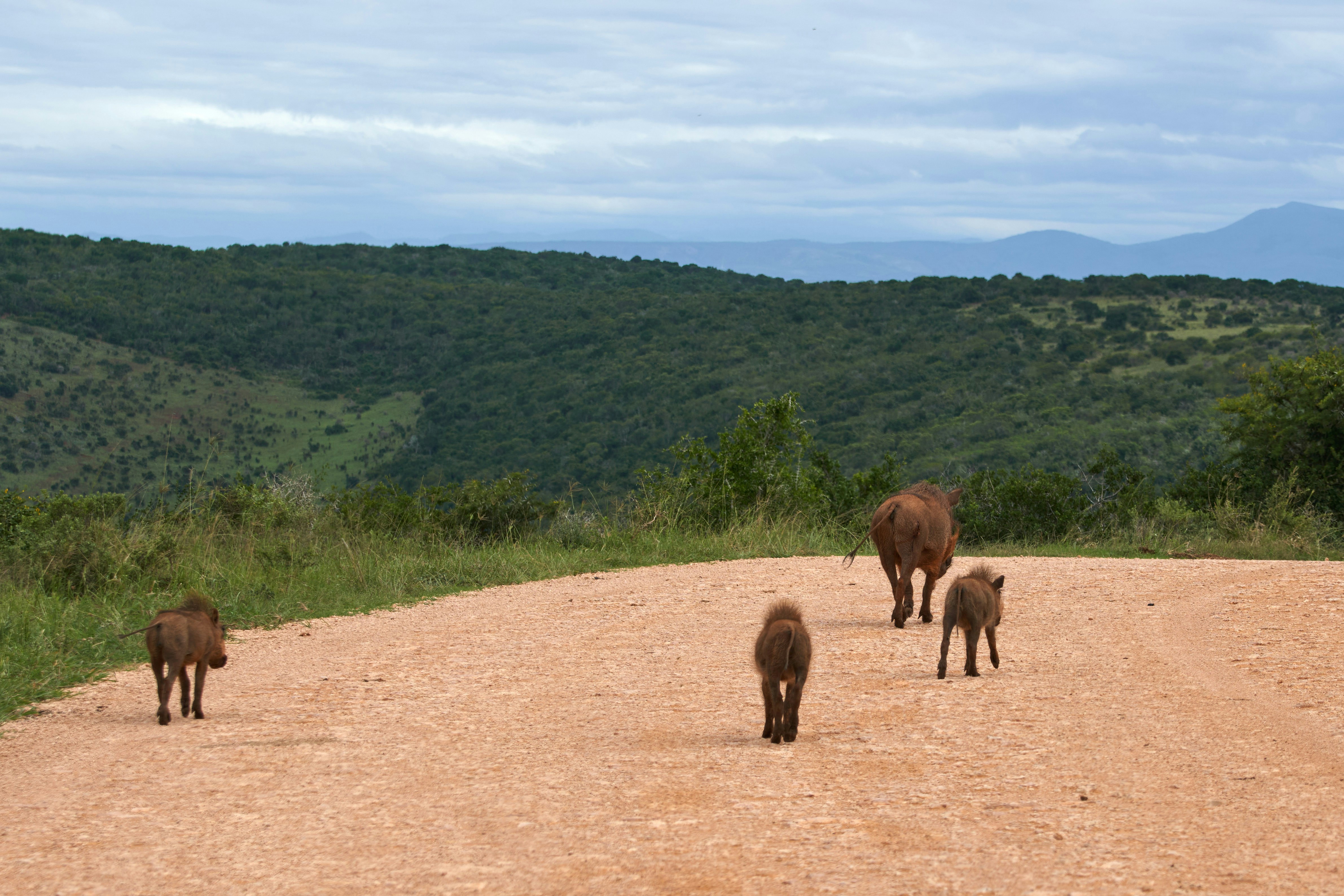 Tsavo West National Park, photo 3