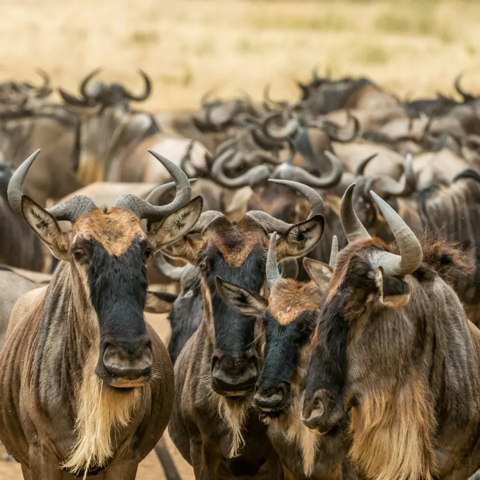 Maasai Mara National Reserve image 1