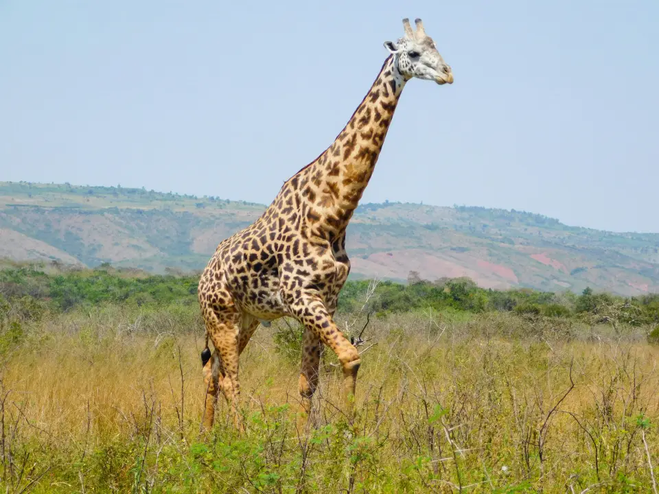 Akagera National Park image 2