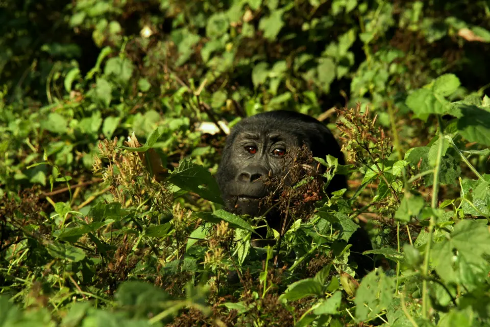 Bwindi Impenetrable National Park image 1