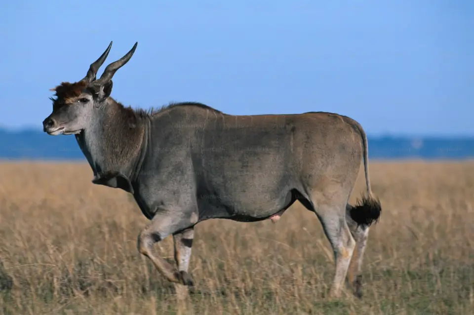 Tsavo East National Park image 1
