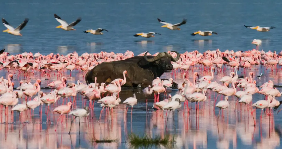 Lake Nakuru National Park image 10