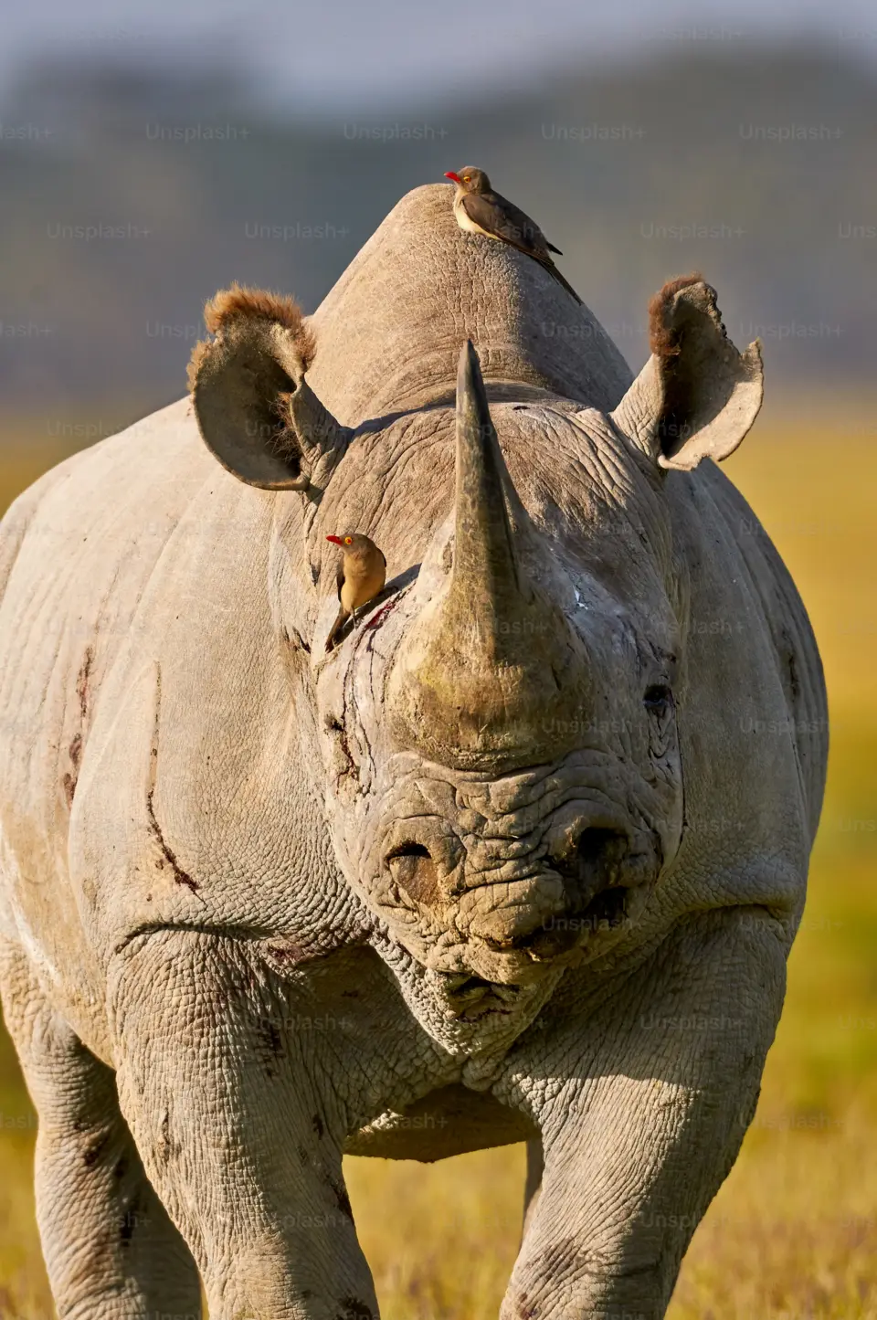 Lake Nakuru National Park image 7