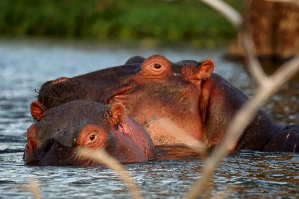 Lake Naivasha National Park image 3