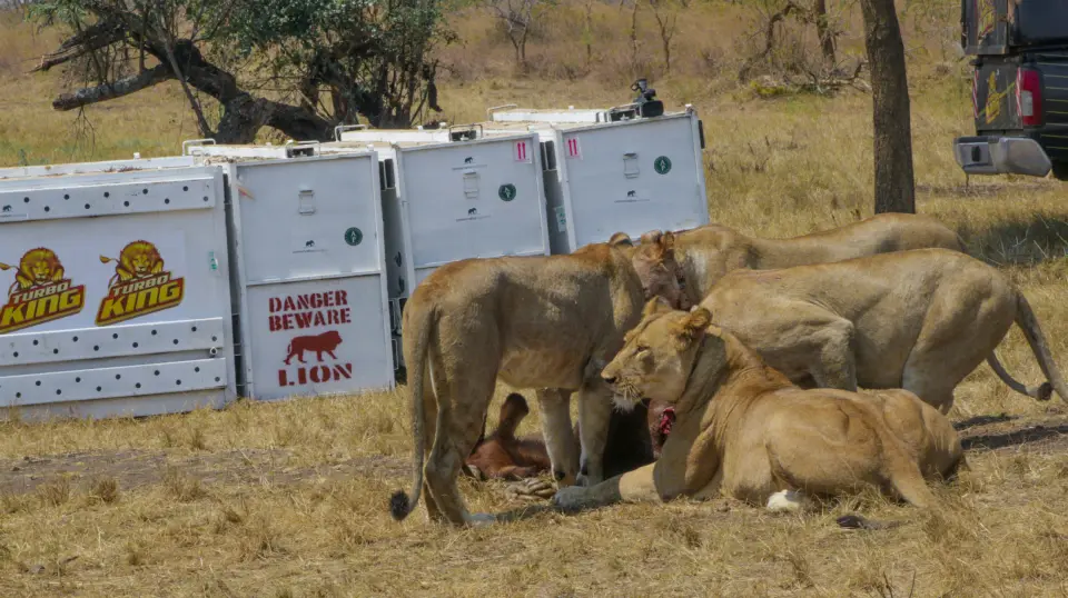 Akagera National Park image 6