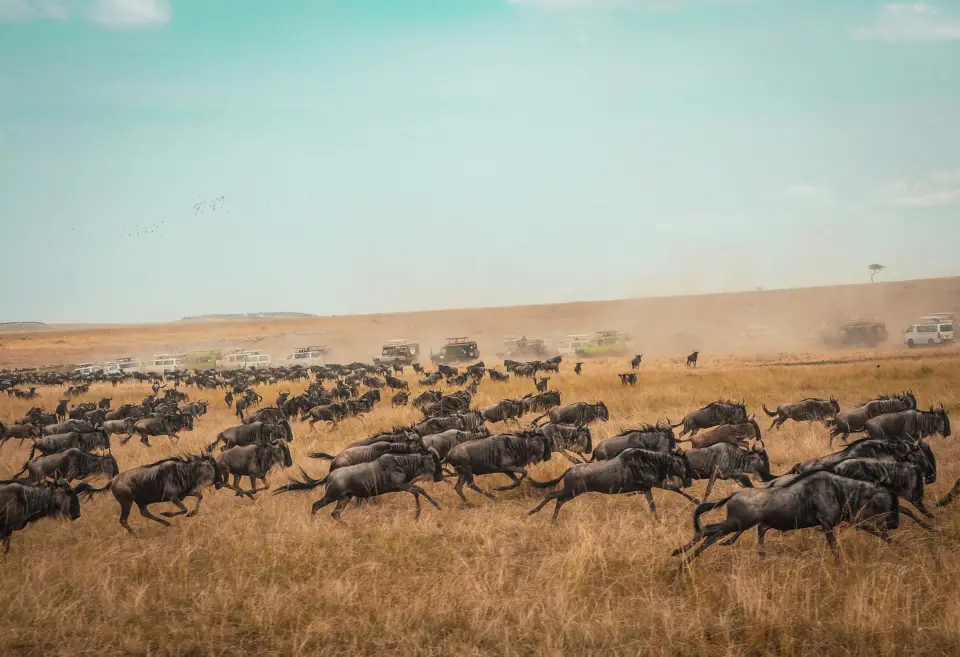 Maasai Mara National Reserve image 4