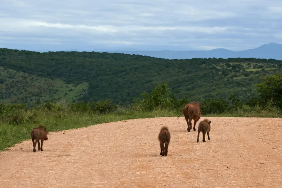 Tsavo West National Park image 3
