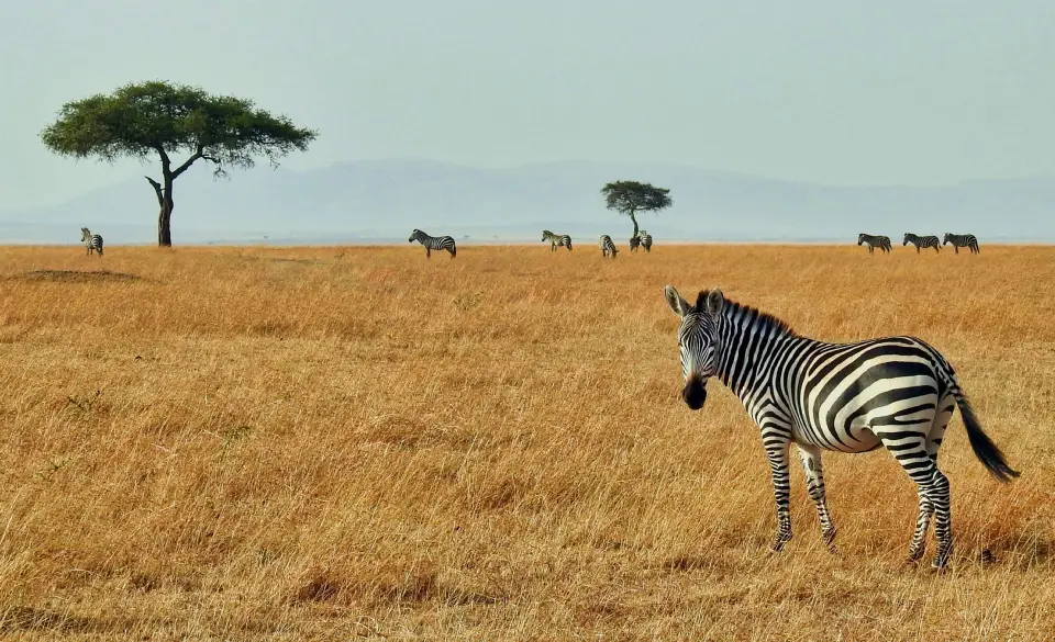 Lake Nakuru National Park image 6