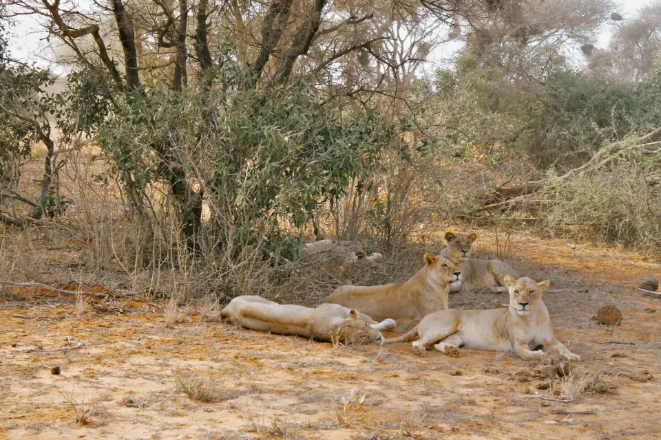 Tsavo East National Park image 4