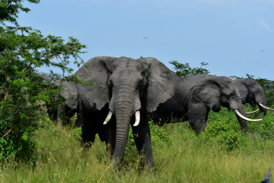 Akagera National Park image 5