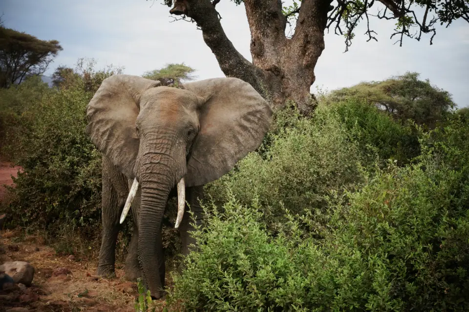 Lake Manyara National Park image 3