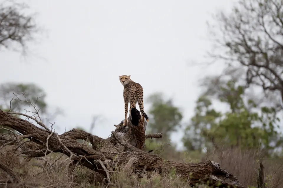 Amboseli National Park Safari image 4