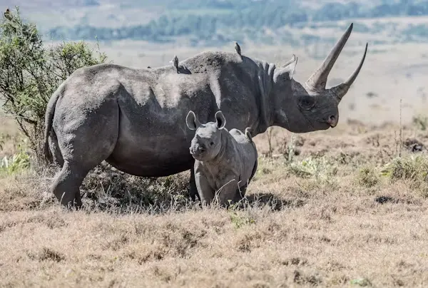 Amboseli National Park Safari image 1