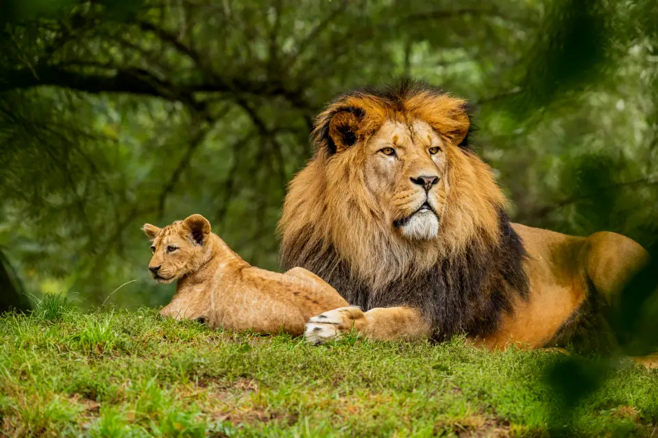Amboseli National Park Safari image 2
