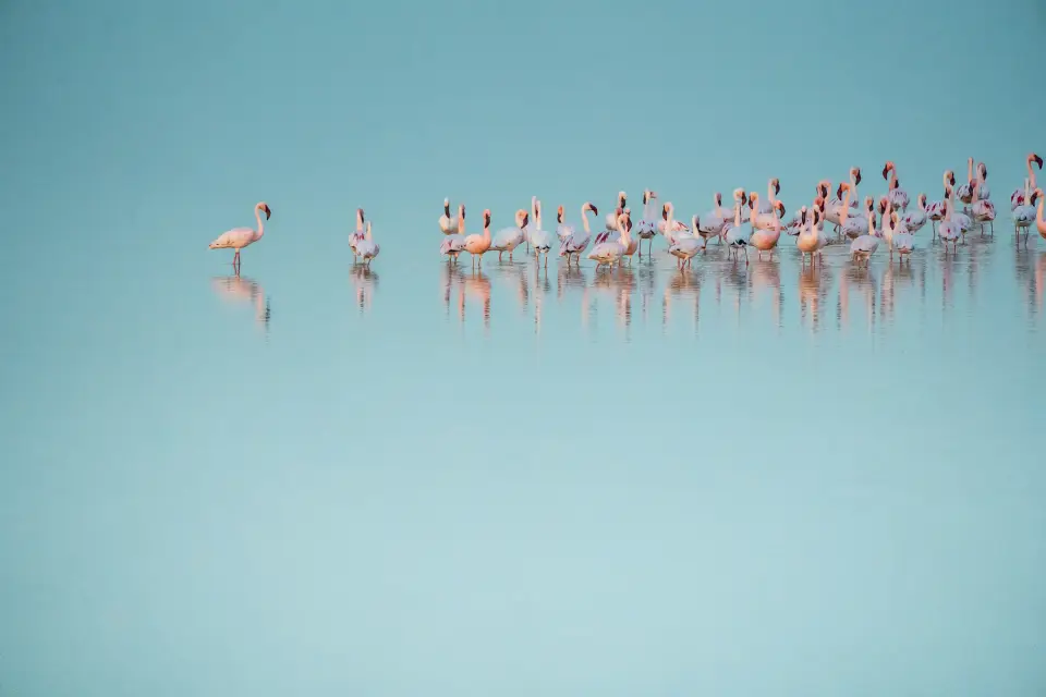 Lake Nakuru National Park image 3