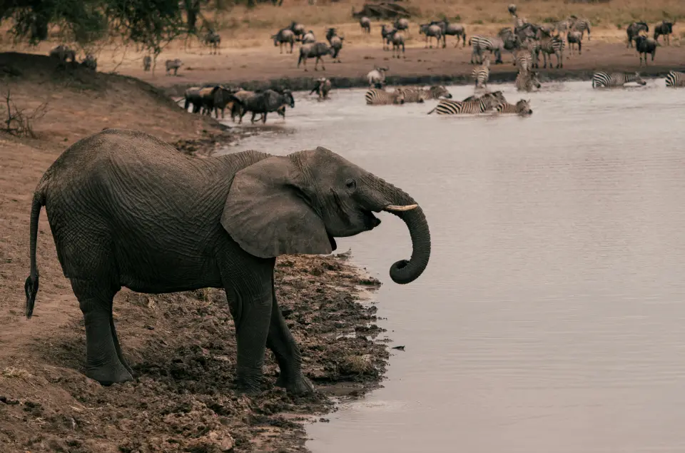 Tarangire National Park image 6