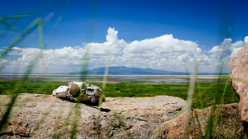 Lake Manyara National Park image 4