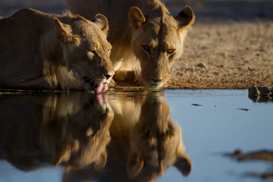 Maasai Mara National Reserve image 6
