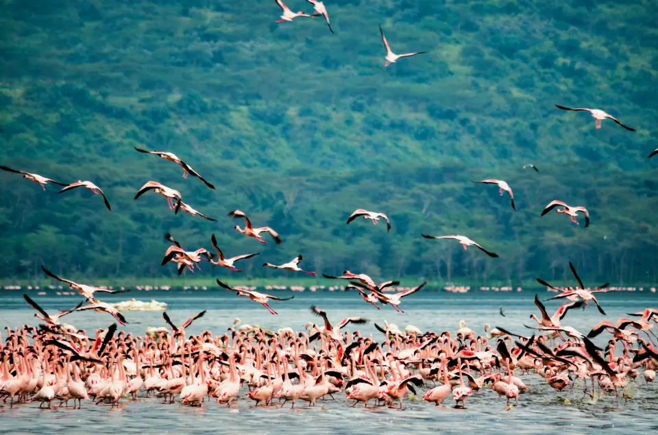 Lake Nakuru National Park image 9